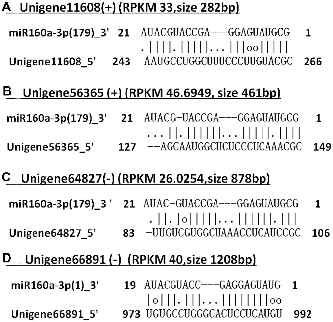 Frontiers | Endogenous target mimics down-regulate miR160