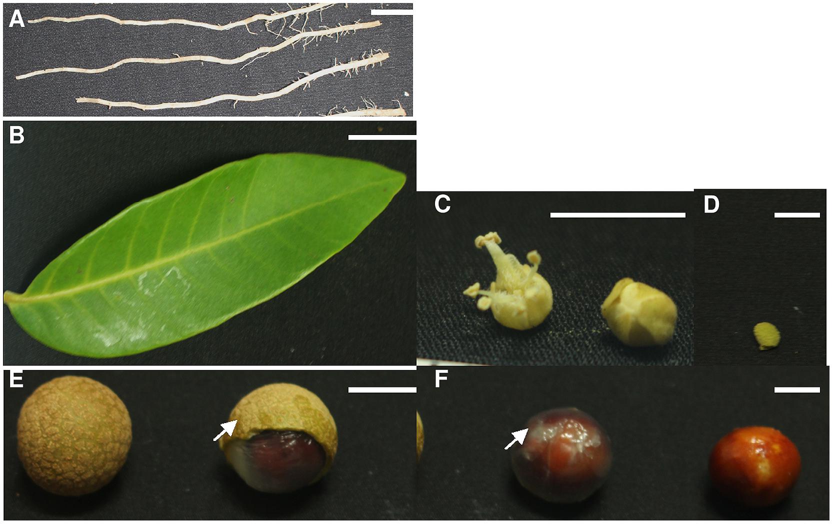 Frontiers | Endogenous target mimics down-regulate miR160