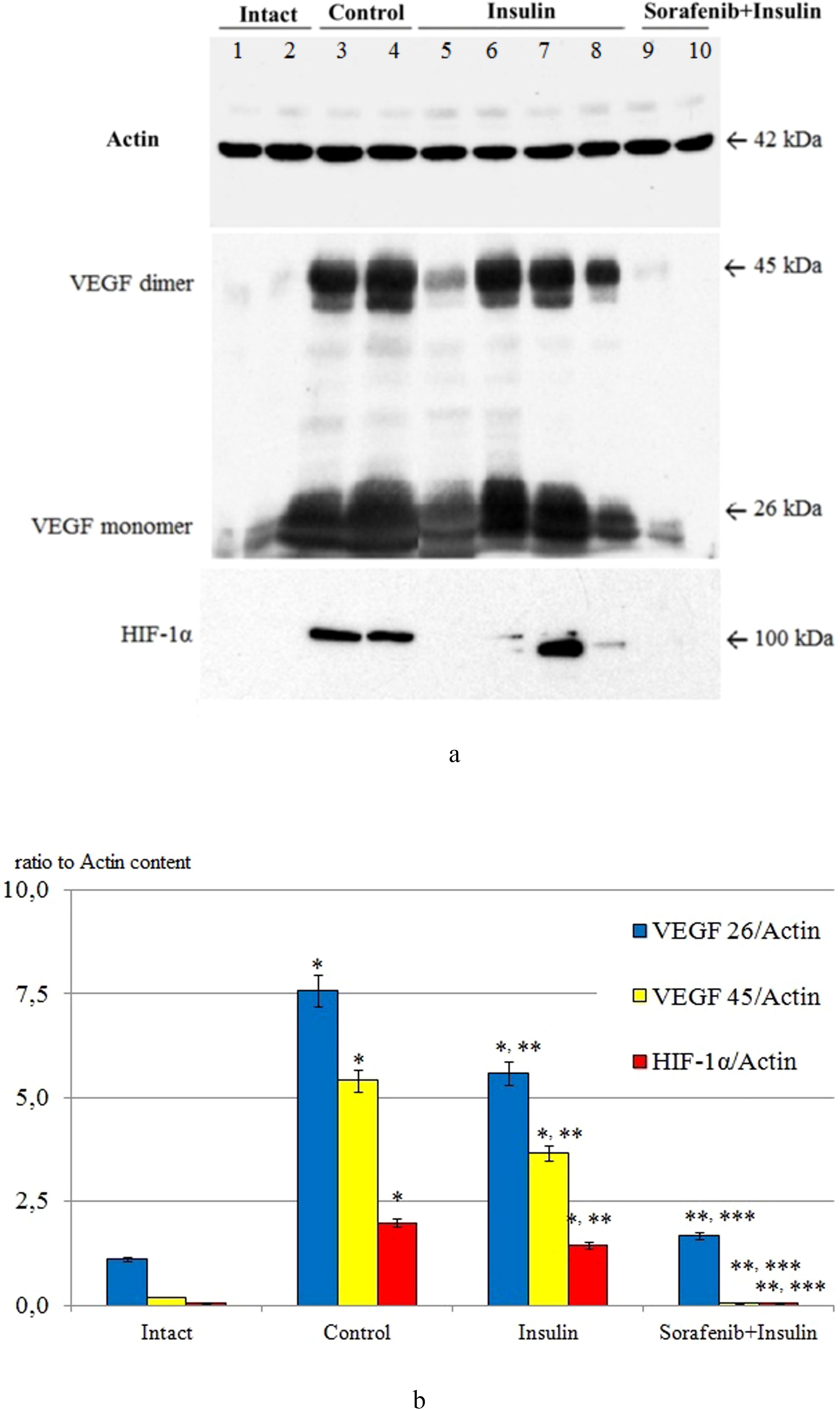 Western blot and bar graph analysis showing results of different treatments on protein levels. (a) Western blot with bands for actin, VEGF dimer, VEGF monomer, and HIF-1α across various conditions: Intact, Control, Insulin, Sorafenib plus Insulin. Molecular weights are indicated. (b) Bar graph quantifying VEGF 26/Actin, VEGF 45/Actin, and HIF-1α/Actin ratios across the same conditions, with error bars and significance marks.