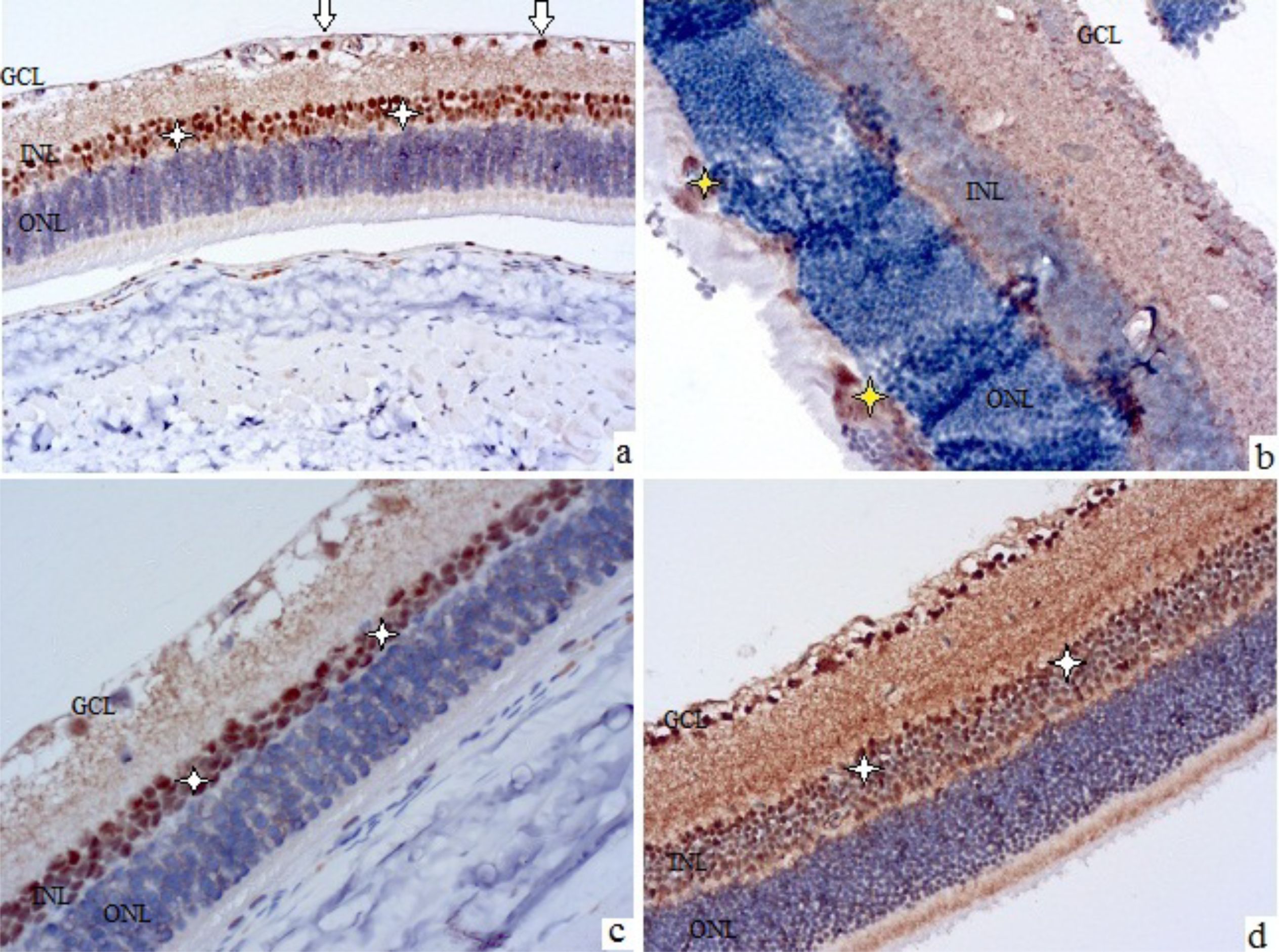 Histological images of retinal layers in different panels. Panel (a) shows labeled layers: ganglion cell layer (GCL), inner nuclear layer (INL), and outer nuclear layer (ONL) with arrows and stars indicating specific features. Panel (b) highlights cell markers with yellow stars. Panels (c) and (d) show colored staining indicating presence of specific elements in retinal layers.