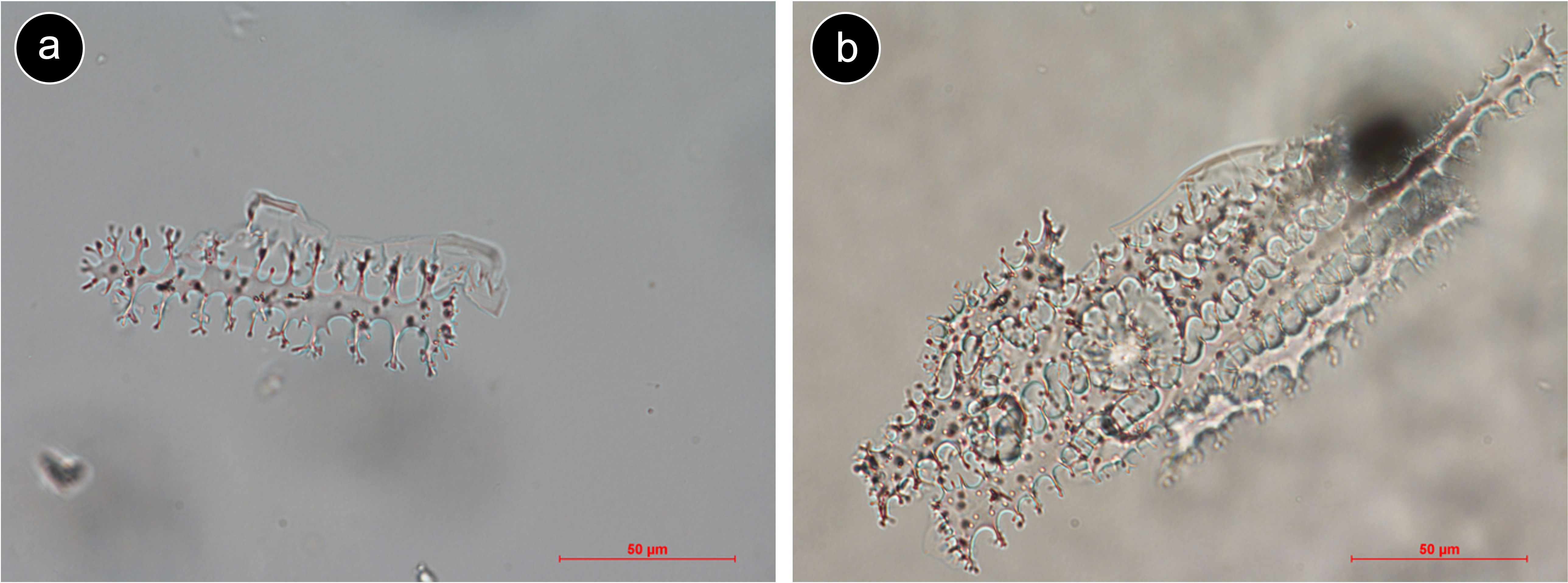 Microscopic images showing two structures. Image (a) displays an isolated phytolith with a long body having a branching pattern with symmetrical extensions. Image (b) presents a multicellular structure including several of those phytoliths. Both images include a scale of fifty micrometers.