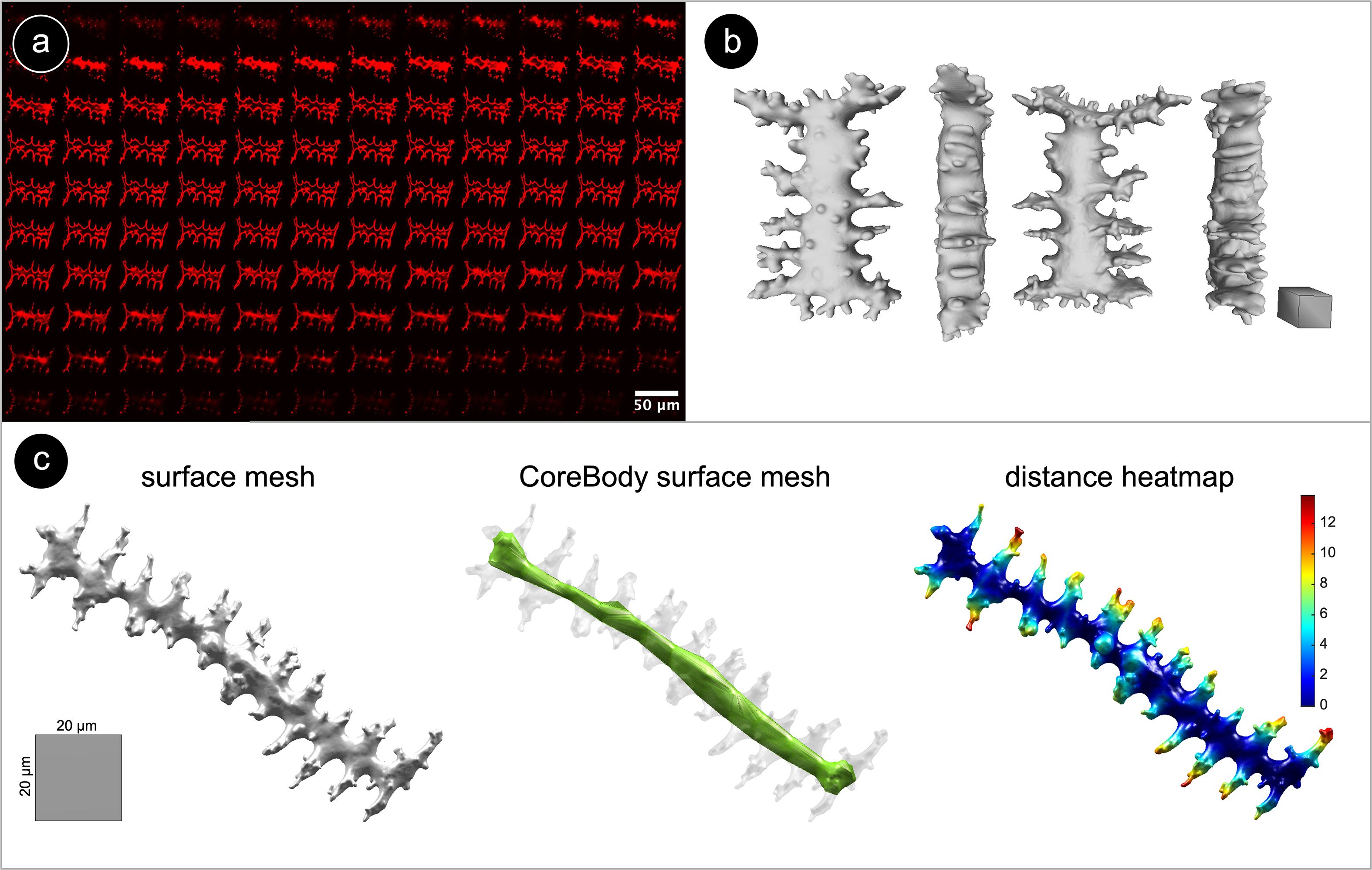 Panel a shows a grid of red-stained microscopic images of an Elongate dendritic phytolith (Z-stack). Panel b displays four views of a 3D gray surface model of an Elongate dendritic phytolith. Panel c features three images: a gray surface mesh, a green CoreBody surface mesh, and a distance heatmap in blue, green, and red, indicating varying distances. Scale bars are present for reference.