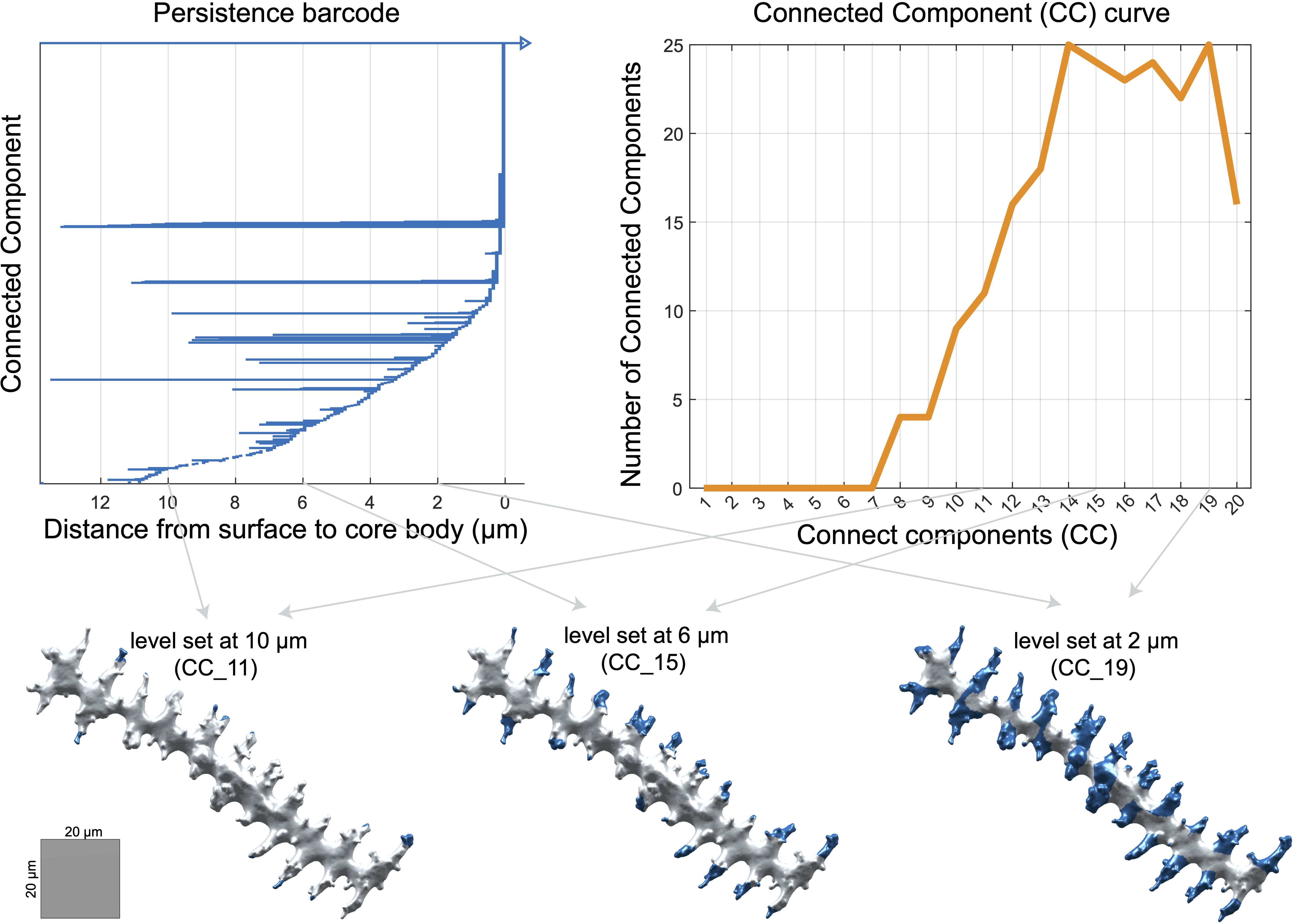 Persistence barcode and connected component curve charts are shown. The barcode graph indicates connected components decreasing from surface to core body up to 12 micrometers. The connected component curve graph shows an increase peaking near component 20. Below, 3D models represent level sets at 10, 6, and 2 micrometers, each labeled with respective connected components (CC_11, CC_15, CC_19).