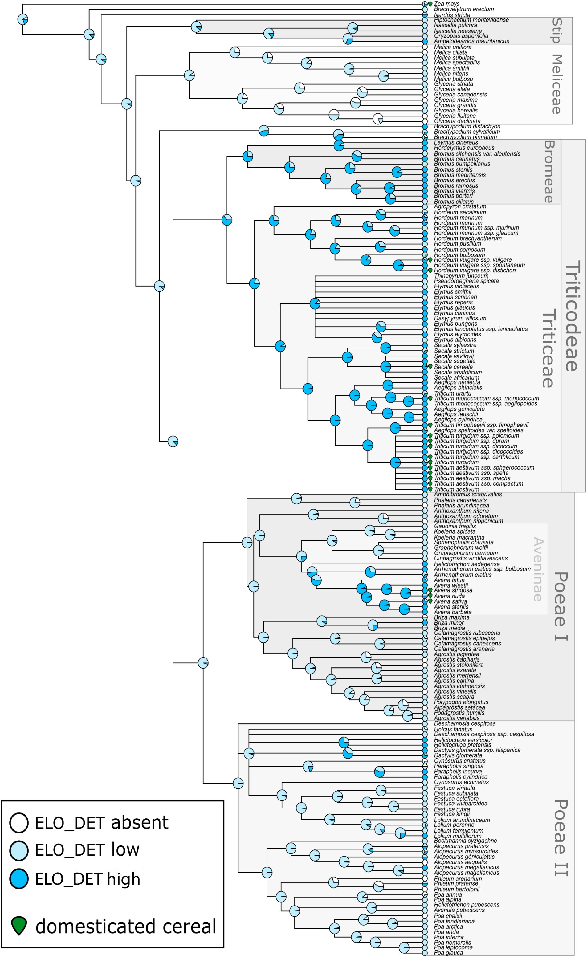 Phylogenetic tree illustrating different species within groups such as Stipeae, Meliceae, Bromeae, Triticodae Tricticeae, Avenae, and Poaeae, marked by circles indicating ELO_DET presence: absent (white), low (light blue), and high (dark blue). Domesticated cereals are marked with green diamonds.