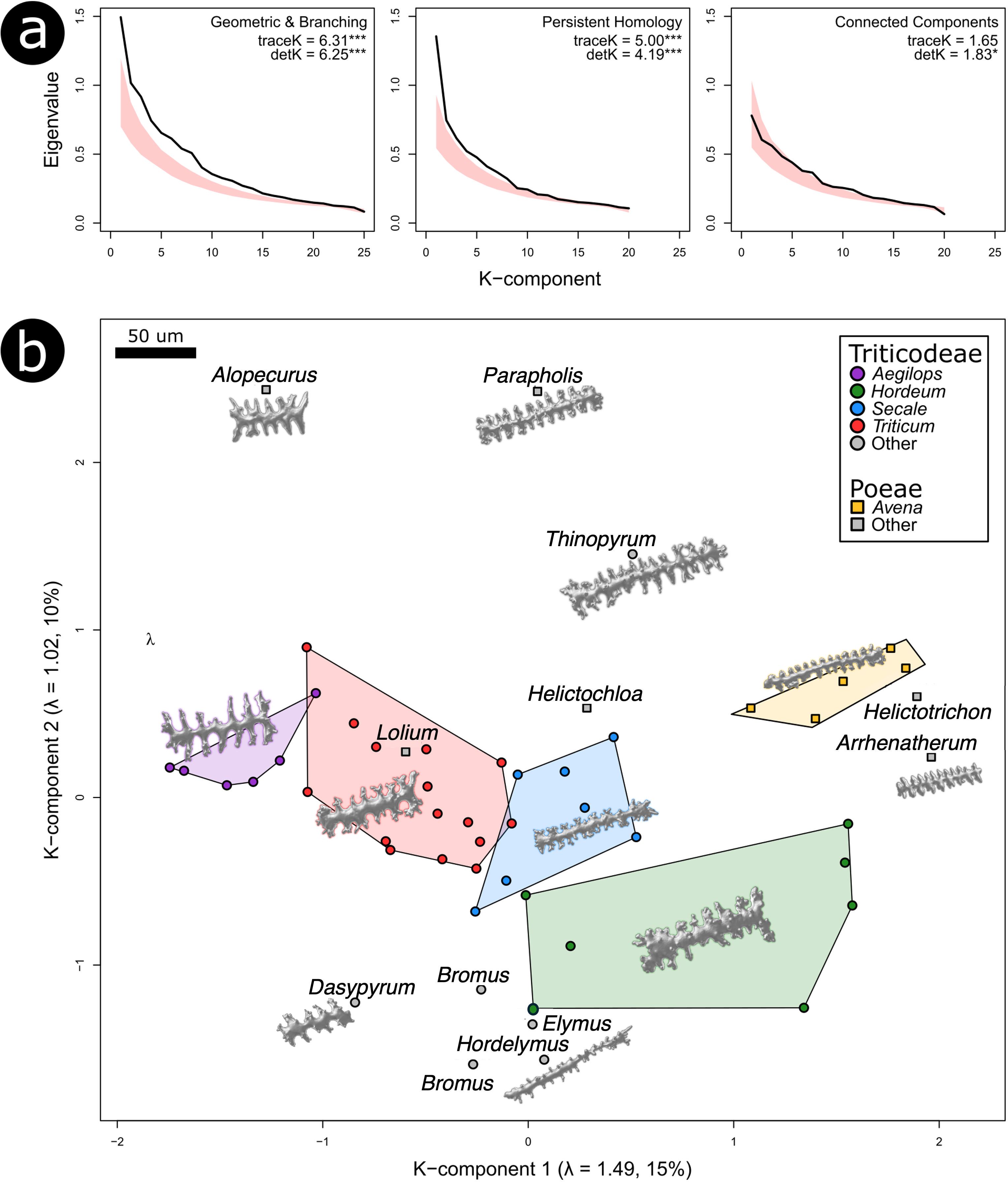 The image consists of two panels. Panel (a) displays three line graphs showing eigenvalues versus K-components for different metrics: Geometric & Branching, Persistent Homology, and Connected Components, each with shaded confidence bands and specific trace and determinant values. Panel (b) is a scatter plot with colored regions representing different groups of grass species, annotated with names like Lolium and Bromus. Species are marked with colored symbols corresponding to a legend indicating affiliations with various tribes such as Triticeae and Poeae. A scale bar indicates 50 micrometers.