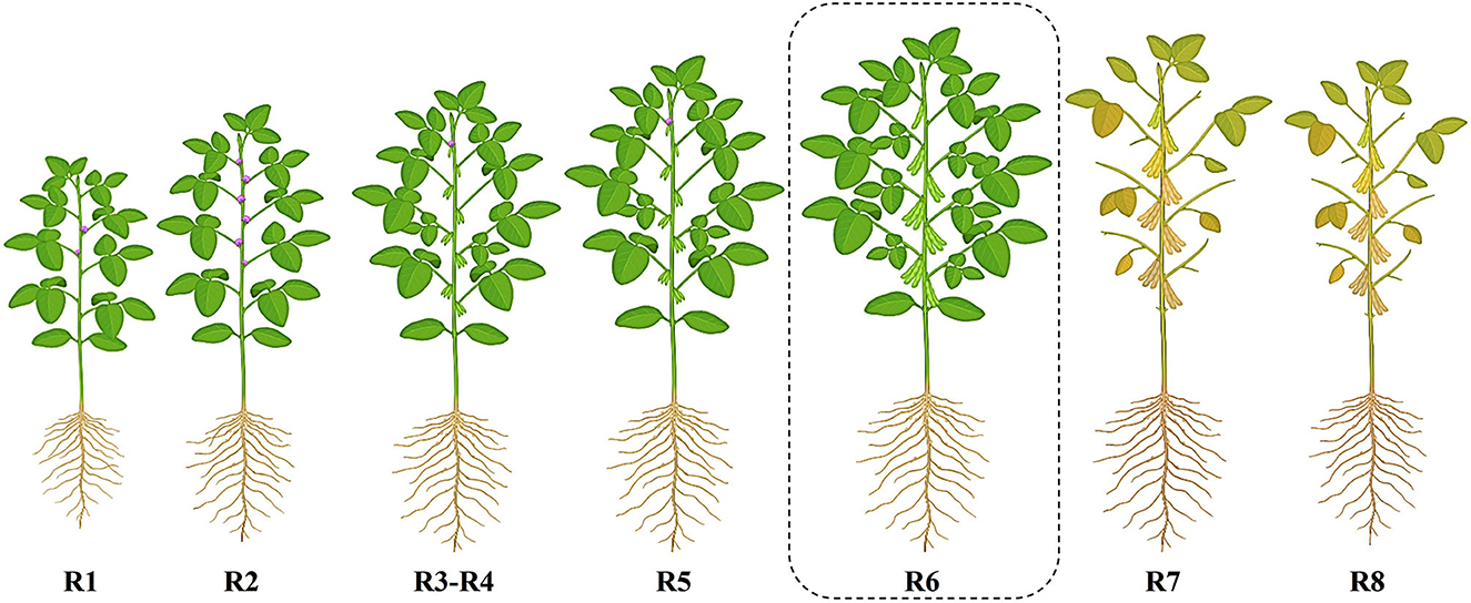 Illustration of a plant's growth stages, labeled R1 to R8. Stages R1 to R6 show increasing leaf growth and height, with R6 highlighted. Stages R7 and R8 show yellowing leaves, indicating maturity or decline. Roots are detailed beneath each stage.