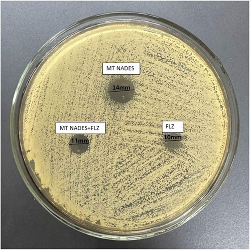 Petri dish showing three zones of inhibition on a culture plate. The top zone labeled