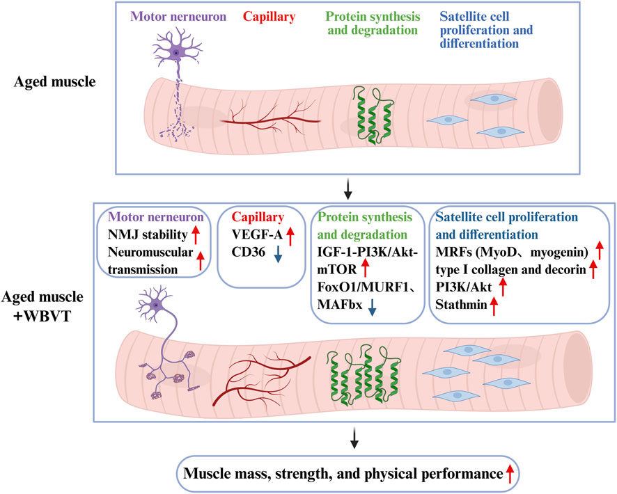 Diagram comparing aged muscle with and without whole-body vibration training (WBVT). The top section shows a motor neuron, capillaries, protein synthesis, and satellite cell activity in aged muscle. The bottom section illustrates changes with WBVT, including increased neuromuscular junction stability, protein synthesis, and satellite cell proliferation. Improvements in VEGF-A, CD36, IGF-1, and differentiation markers like MyoD are highlighted. Arrow symbols indicate the direction of these changes. An arrow points to enhanced muscle mass, strength, and physical performance.