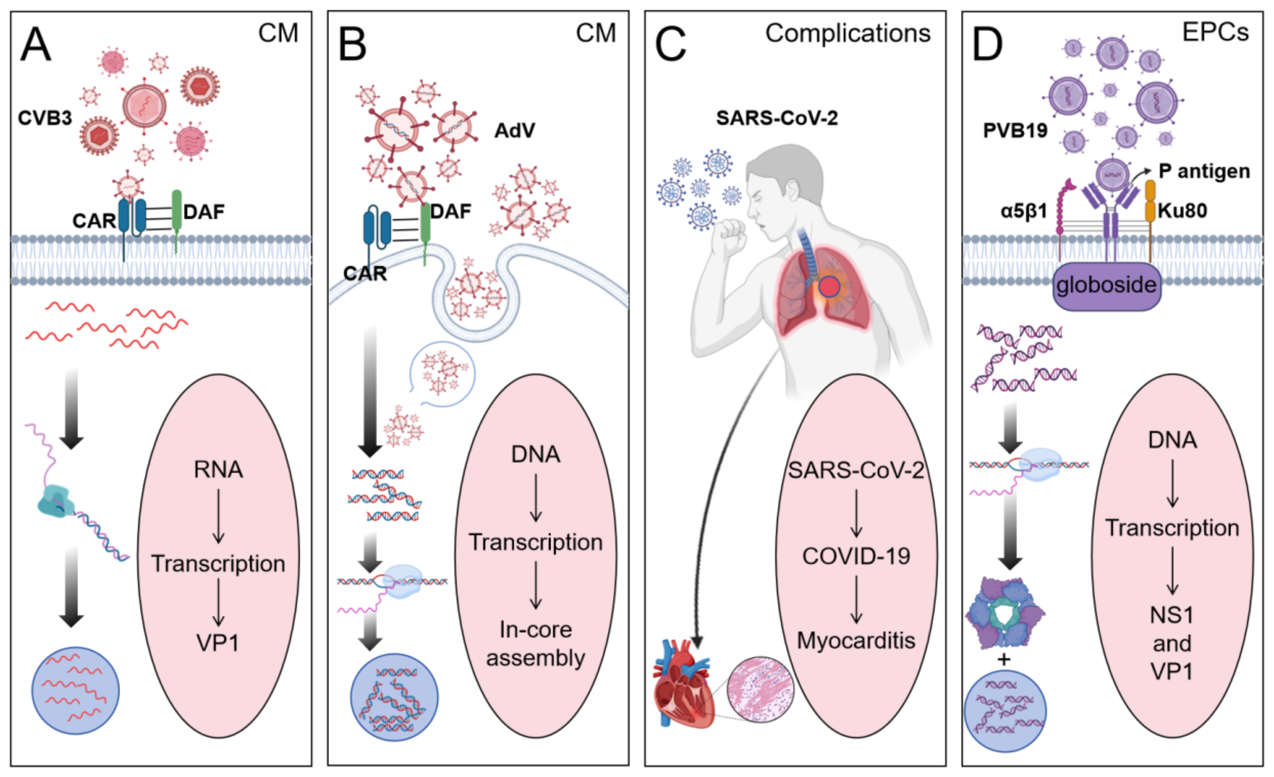 Diagram illustrating viral mechanisms affecting cells. Panel A shows CVB3 infecting cardiac muscle via CAR and DAF receptors, leading to RNA transcription. Panel B depicts AdV entry into cardiac muscle, triggering DNA transcription and in-core assembly. Panel C highlights SARS-CoV-2 complications in the lungs, leading to COVID-19 and myocarditis. Panel D illustrates PVB19 infection in endothelial progenitor cells via multiple receptors, resulting in DNA transcription and production of NS1 and VP1.