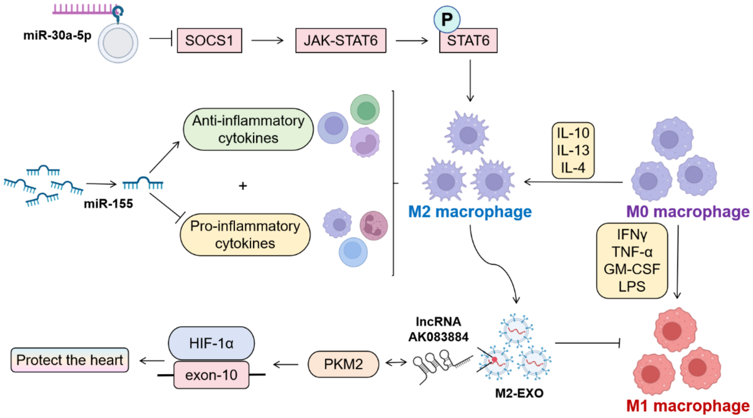 Diagram illustrating molecular pathways involving miR-30a-5p inhibiting SOCS1, influencing JAK-STAT6 to promote M2 macrophage activation. miR-155 affects cytokine balance, promoting anti-inflammatory responses. M0 macrophages become M2 with IL-10, IL-13, and IL-4. M1 macrophages are influenced by IFNγ, TNF-α, GM-CSF, and LPS. HIF-1α interaction with PKM2 and exon-10 is related to heart protection, involving lncRNA AK083884 and M2-EXO.