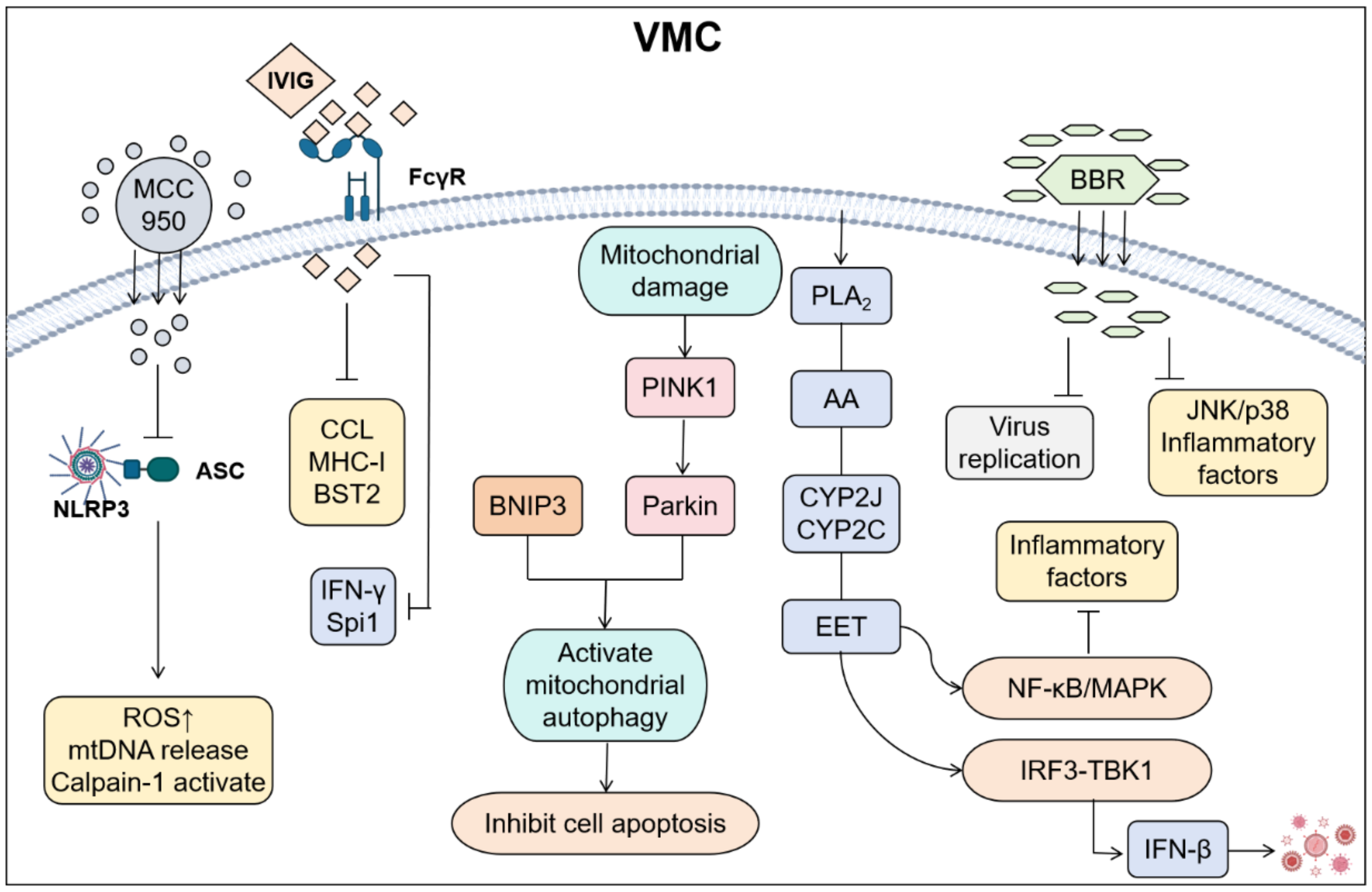 Flowchart illustrating the mechanisms involved in viral myocarditis (VMC). Inhibition pathways involve MCC 950 and BBR affecting intracellular processes. Key elements include NLRP3 activation, mitochondrial damage, autophagy activation, and inflammatory factor mediation, which influence virus replication and increase inflammatory responses.