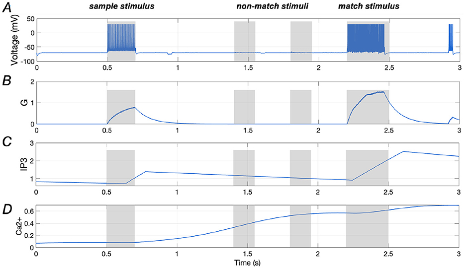 Four line graphs labeled A, B, C, and D over a shared time axis from 0 to 3 seconds. Graph A shows voltage changes with spikes during sample and match stimuli periods. Graph B shows a G value peaking early then declining. Graph C displays a gradual increase and decrease in IP3 levels. Graph D illustrates a steady rise in Ca2+ concentration. Gray bars indicate stimulus periods.