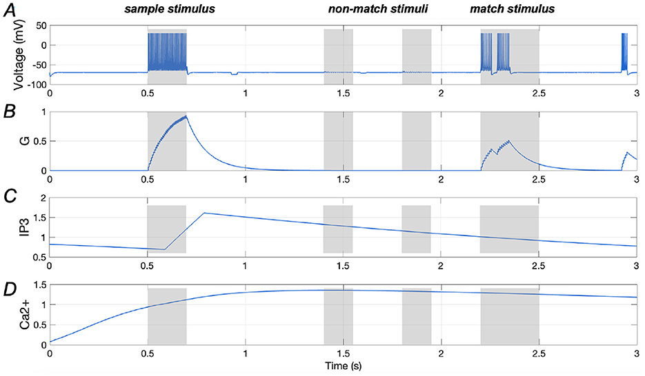 Four graphs labeled A to D show data over a three-second period with shaded areas indicating stimulus events. A shows voltage fluctuations, with spikes during sample and match stimuli. B shows G values peaking initially and during the match stimulus. C displays IP3 levels rising initially and then gradually decreasing. D shows Ca2+ levels increasing continuously.