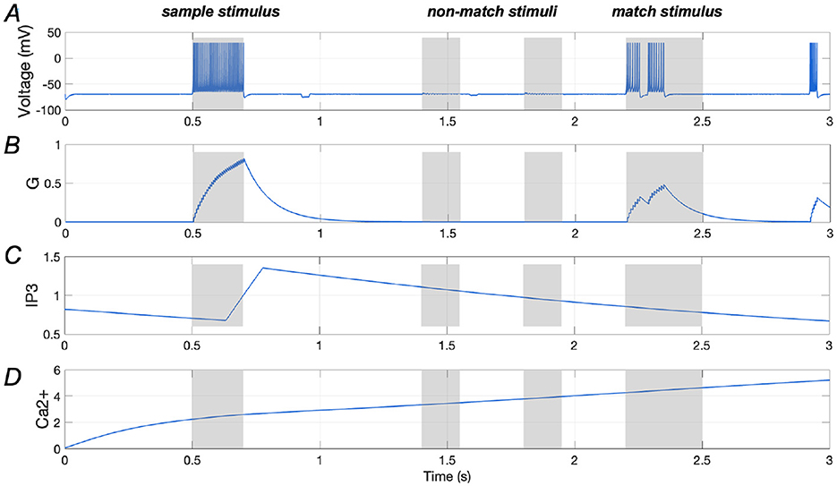 Graphical data with four panels labeled A to D over a time span of 3 seconds. Panel A shows voltage changes with spikes during sample and match stimuli. Panel B illustrates G levels peaking with sample stimulus. Panel C displays IP3 levels rising sharply and then gradually decreasing. Panel D exhibits increasing Ca2+ levels throughout. Gray shaded areas indicate stimuli presentation.