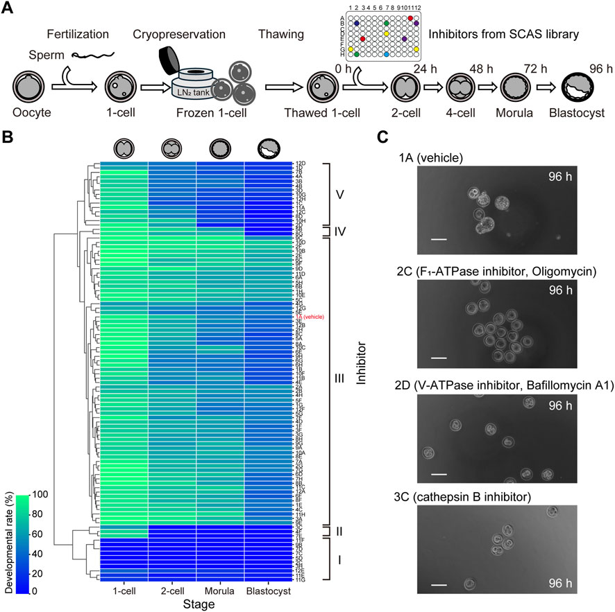 Diagram detailing the process of embryo development and inhibitor effects. Section A illustrates stages from fertilization to blastocyst formation. Section B shows a heat map of developmental rates across different stages and inhibitors. Section C provides images of embryos at 96 hours under various inhibitor conditions, including vehicle, F₁-ATPase inhibitor, V-ATPase inhibitor, and cathepsin B inhibitor.