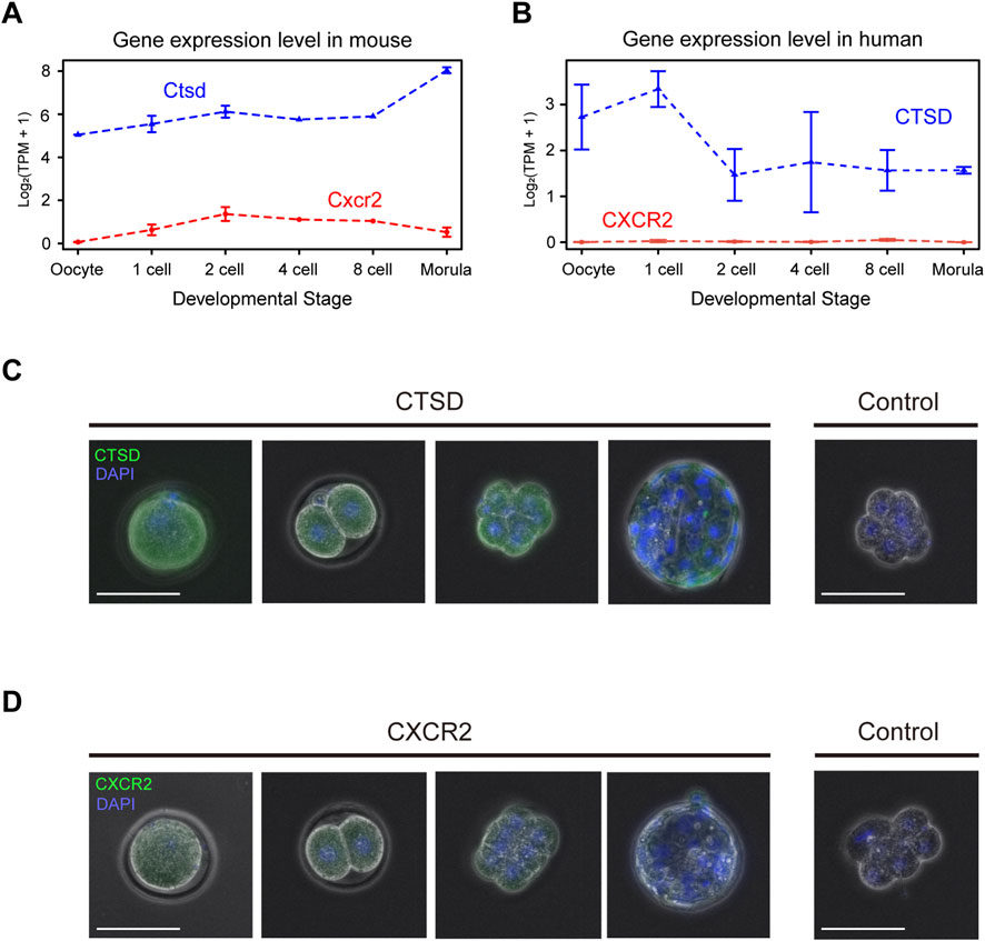 Graphs and micrographs showing expression of Ctsd and Cxcr2 genes. Graph (A) displays gene expression in mouse across developmental stages, Ctsd in blue and Cxcr2 in red. Graph (B) shows human gene expression with CTSD and CXCR2. Micrographs (C) and (D) depict CTSD and CXCR2 expression in cells stained with DAPI, with controls on the right.