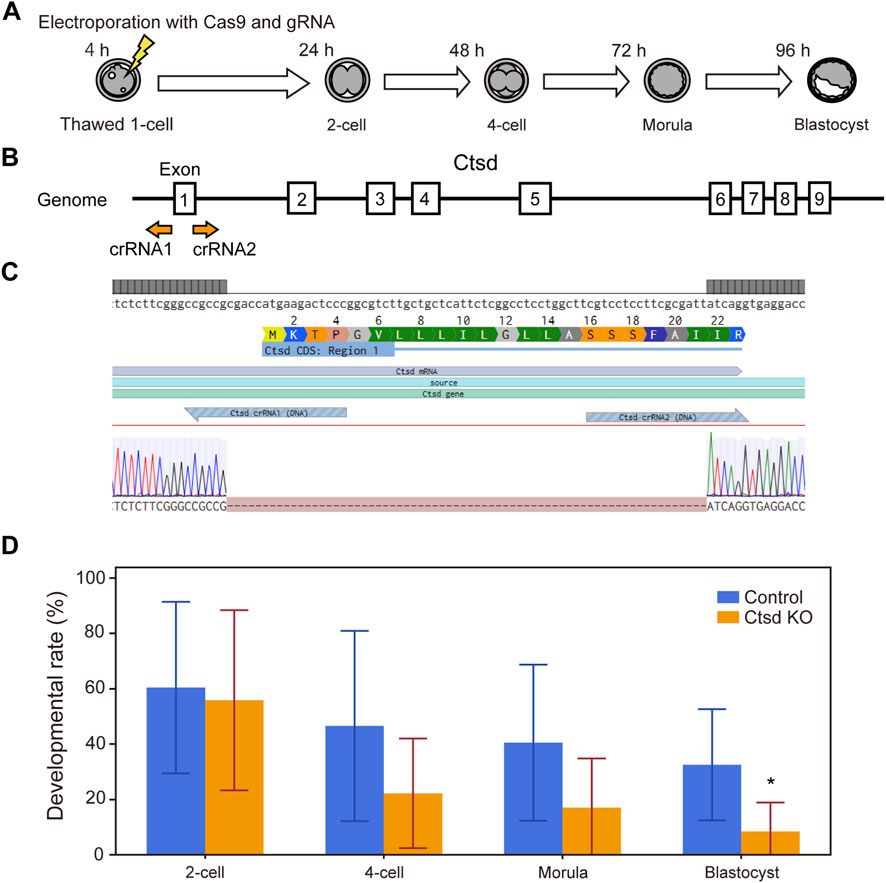 Diagram showing a multi-part process of development. A: Diagram illustrates stages from a thawed 1-cell zygote to a blastocyst over 96 hours following electroporation with Cas9 and gRNA.B: Schematic of genome structure highlighting Ctsd gene with exon locations and crRNA binding sites.C: Sequence alignment showing Ctsd region with exons, crRNAs, and sequencing chromatogram.D: Bar graph showing developmental rate percentages across cell stages for Control and Ctsd KO groups, with lower rates in Ctsd KO, particularly at the blastocyst stage marked by an asterisk.