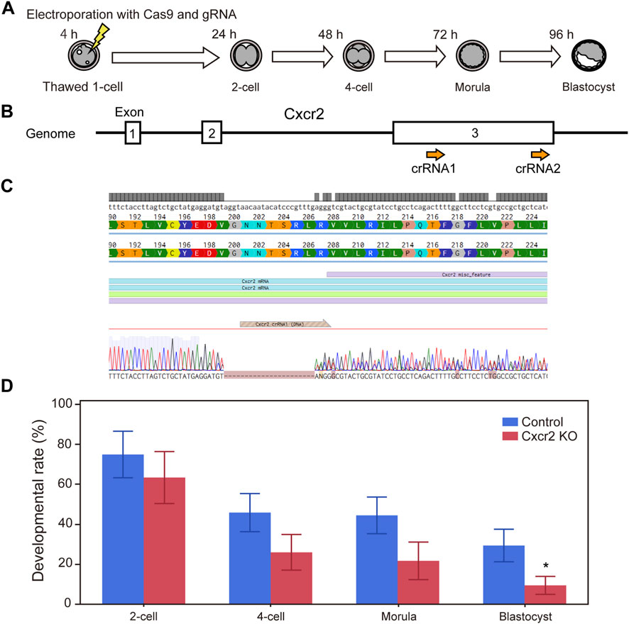Diagram illustrating a scientific experiment. Panel A shows stages in cell development from thawed 1-cell to blastocyst over 96 hours. Panel B displays the Cxcr2 gene with indicated CRISPR target sites. Panel C provides genetic sequencing data with aligned guide RNAs. Panel D is a bar graph comparing developmental rates in control versus Cxcr2 knockout groups across cell stages, with blue for control and red for knockout, showing a significant decrease in blastocyst stage for the knockout group.