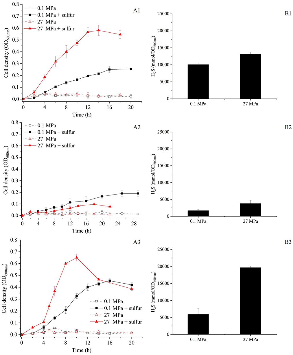 Three sets of graphs depicting cell density and hydrogen sulfide production in the wild type strain and two mutants grown at different pressures and sulfur conditions. Graphs A1, A2, and A3 show cell density over time under four conditions: 0.1 MPa, 0.1 MPa with sulfur, 27 MPa, and 27 MPa with sulfur. Graphs B1, B2, and B3 display hydrogen sulfide levels when grown at 0.1 MPa and 27 MPa with the presence of sulfur. Each set shows varied growth and sulfide production patterns.