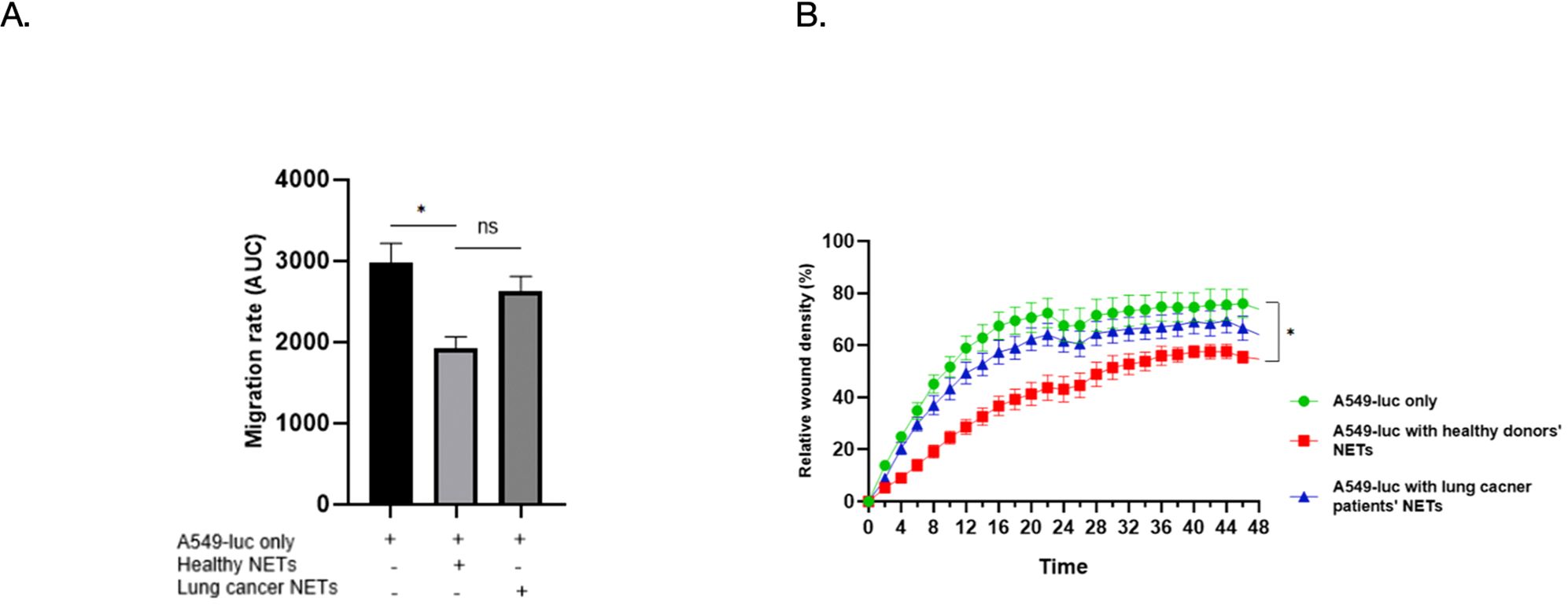 Image A displays a bar graph comparing migration rates of A549-luc cells under three conditions: alone, with healthy NETs, and with lung cancer NETs. The migration rate is highest for A549-luc alone, lower with healthy NETs, and receives a slight boost with lung cancer NETs. Statistical significance is marked with an asterisk, and “ns” indicates no significance. Image B shows a line graph of relative wound density over time for A549-luc only, with healthy donors' NETs, and with lung cancer patients' NETs. A549-luc alone achieves the highest density, while the presence of NETs results in lower densities, with healthy donors' NETs being lower than lung cancer NETs.