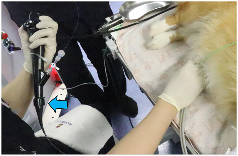 A person is holding an endoscope while another gloved hand is positioned near a dog lying on an examination table. The dog's fur is visible, and various medical instruments surround them. A blue arrow points to part of the endoscope.