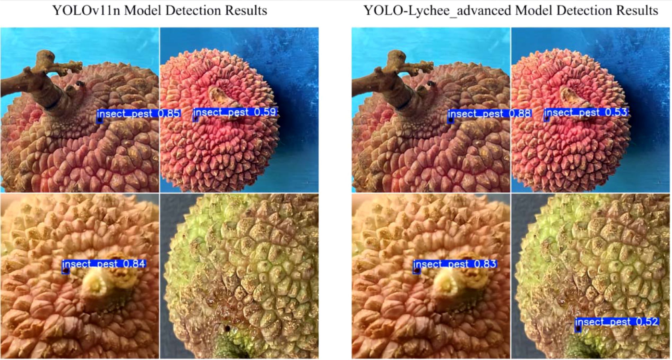 Comparison of pest detection on lychee fruit using two models. The left panel shows YOLOv11n results with confidence scores of 0.85, 0.59, and 0.84. The right panel shows YOLO-Lychee_advanced results with scores of 0.88, 0.53, 0.83, and 0.52. Each section displays a lychee with labeled detection boxes.