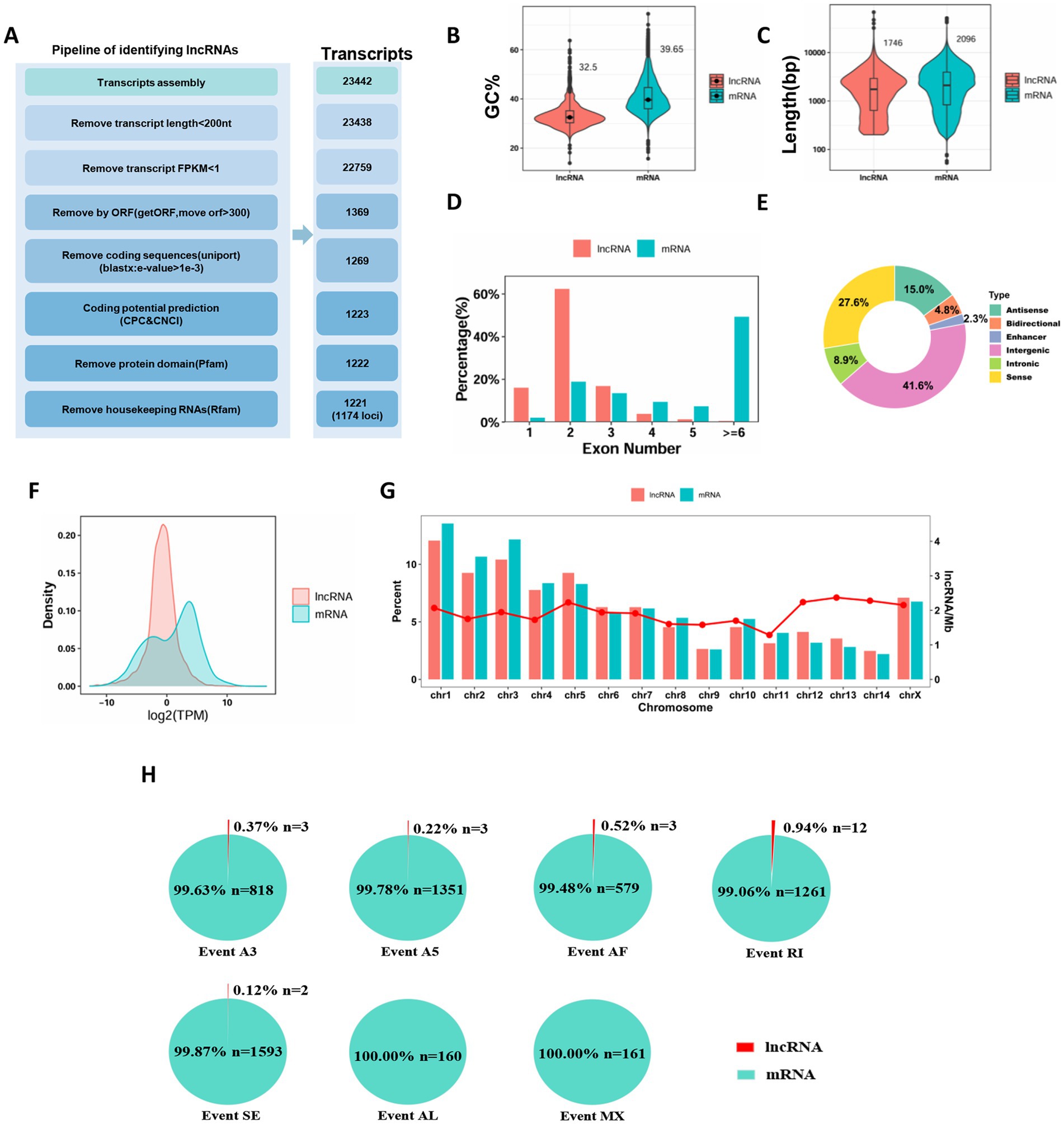 Diagram showcasing comparisons between lncRNA and mRNA through multiple panels. Panel A: Workflow for identifying lncRNAs with transcript counts at each stage. Panel B: Violin plot of GC content percentage for lncRNA and mRNA. Panel C: Box plot of length in base pairs. Panel D: Bar graph of exon number distribution. Panel E: Pie chart of different transcript types. Panel F: Density plot of log2 TPM expression levels. Panel G: Bar and line graph of chromosome distribution. Panel H: Pie charts showing percentages of various splicing events with associated transcripts. Each panel compares lncRNA (red) and mRNA (blue).