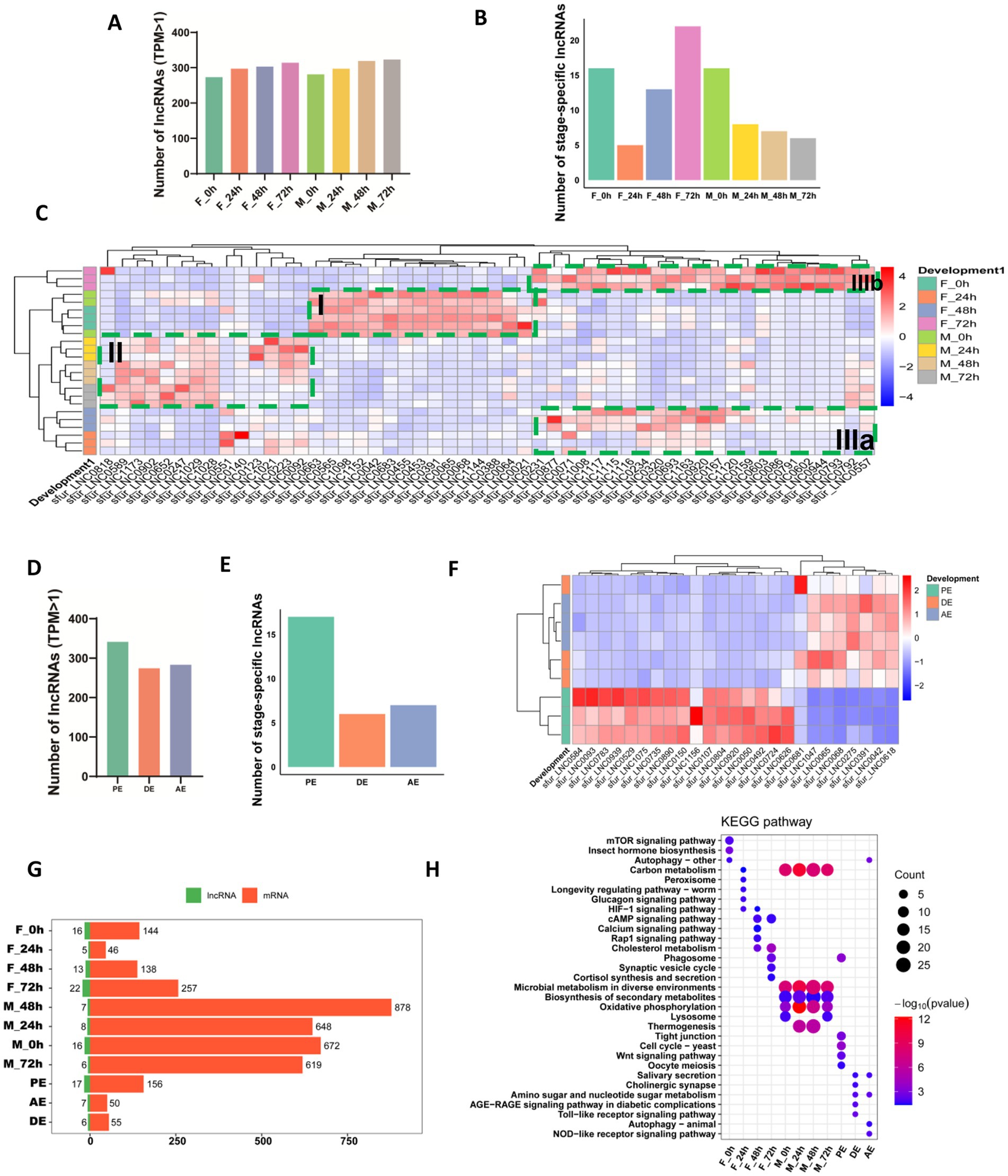 Chart with multiple panels illustrating data on lncRNAs and mRNAs. Panel A shows a bar graph of lncRNA numbers by time stage. Panel B displays stage-specific lncRNA counts. Panel C is a heatmap of lncRNA expression across developmental stages. Panel D compares lncRNA numbers in various phases. Panel E illustrates stage-specific lncRNAs in different phases. Panel F is a heatmap for another developmental phase. Panel G presents bar graphs of lncRNA versus mRNA counts by stage. Panel H shows a KEGG pathway analysis with dot plots indicating count and significance.