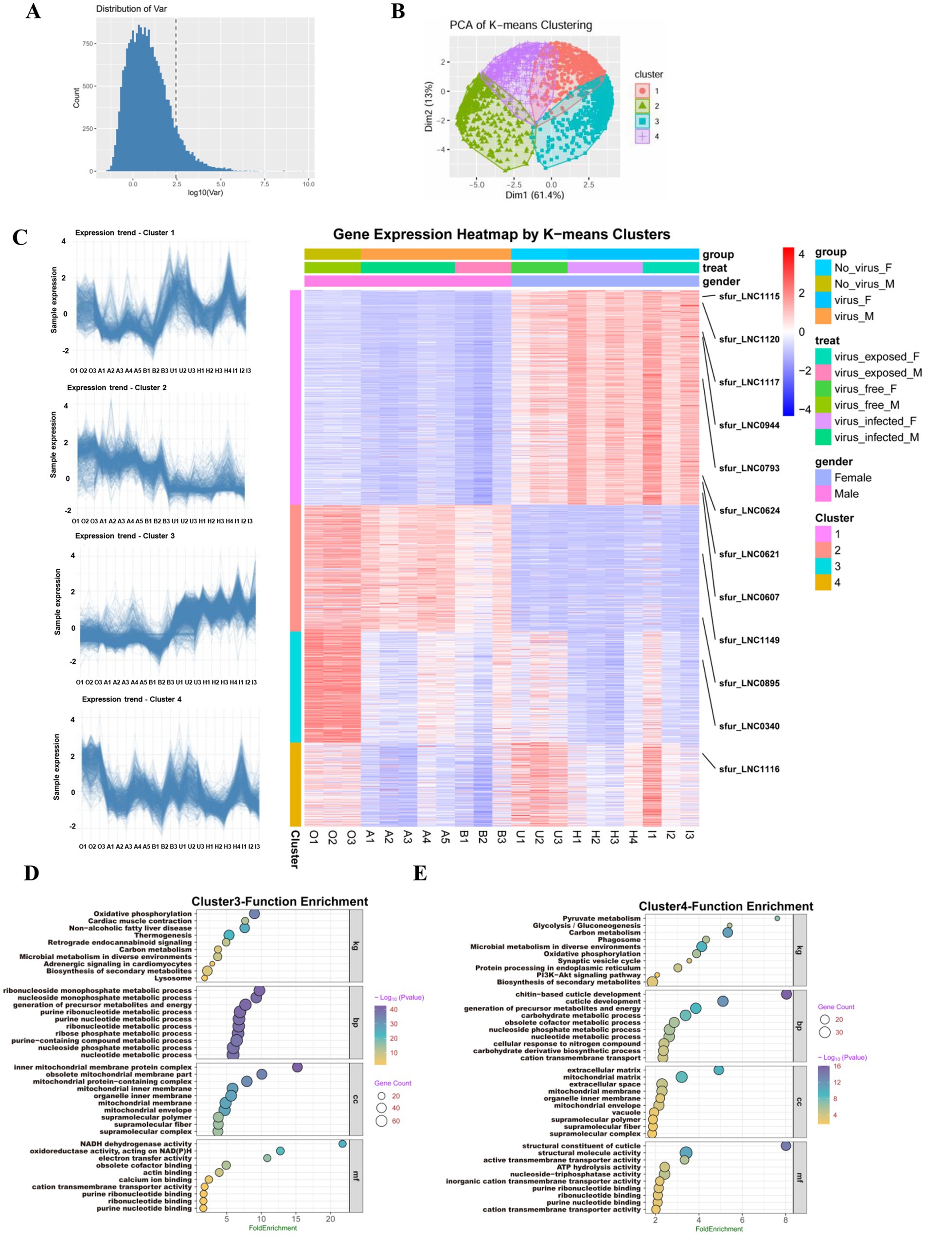 Graphical summary of gene expression analysis using K-means clustering. Panel A shows a histogram of variance distribution. Panel B presents PCA results with color-coded clusters. Panel C displays gene expression heatmap across clusters with a legend indicating group, treatment, gender, and cluster. Panels D and E provide function enrichment analyses for Clusters 3 and 4, with dot plots illustrating fold enrichment vs. gene count and P-values.