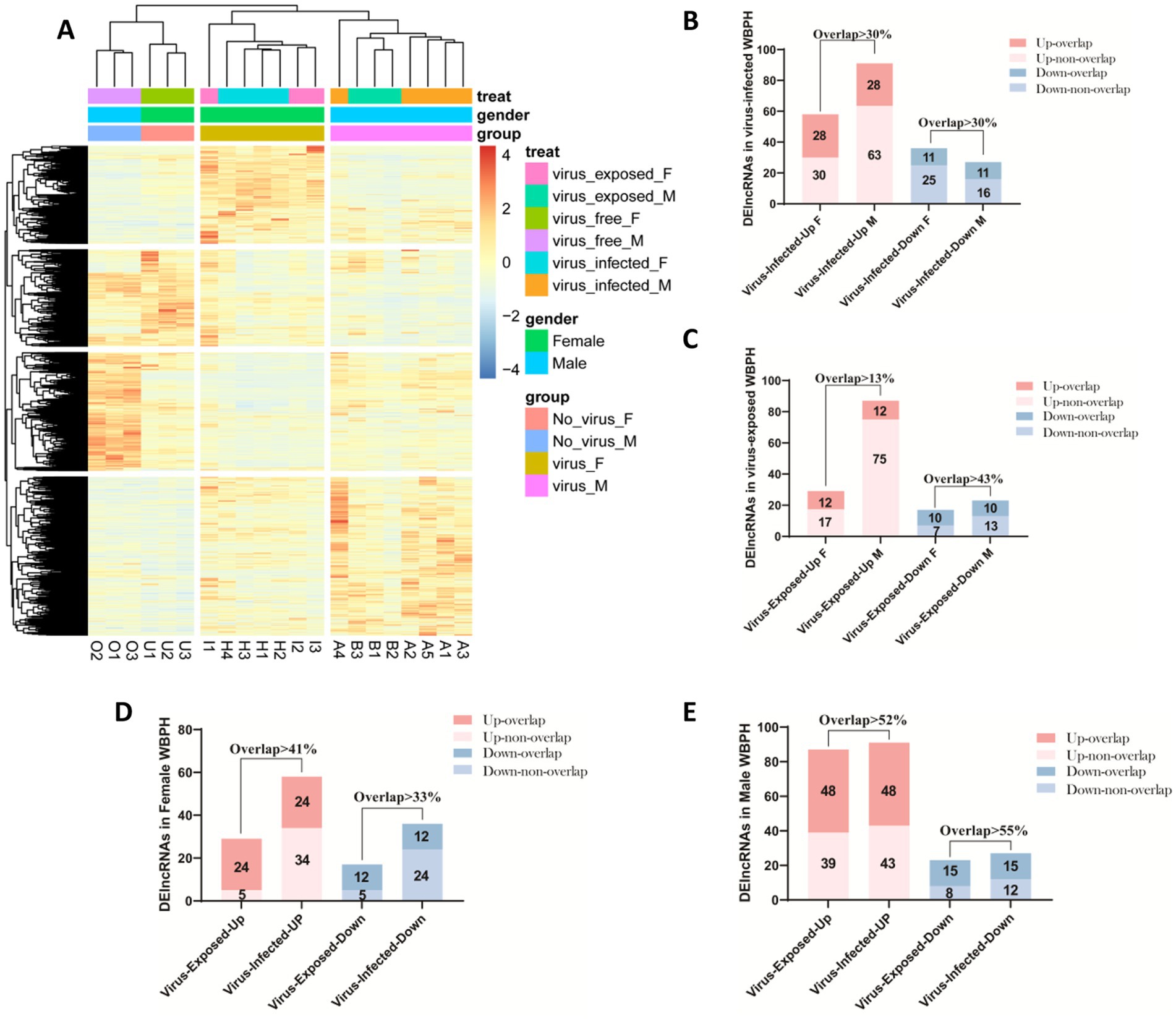 Clustered heatmap and bar charts illustrating gene expression in White-backed Planthoppers (WBPH) under various conditions. The heatmap (Panel A) displays gene expression levels, color-coded by treatment and gender, across different groups. Bar charts (Panels B-E) show overlapping and non-overlapping differentially expressed microRNAs (DEmiRNAs) in infected and exposed groups, further divided by gender. Panel B focuses on infected WBPH, Panel C on exposed WBPH, Panel D on females, and Panel E on males. Overlap percentages and direction (up or down) are detailed for each comparison.