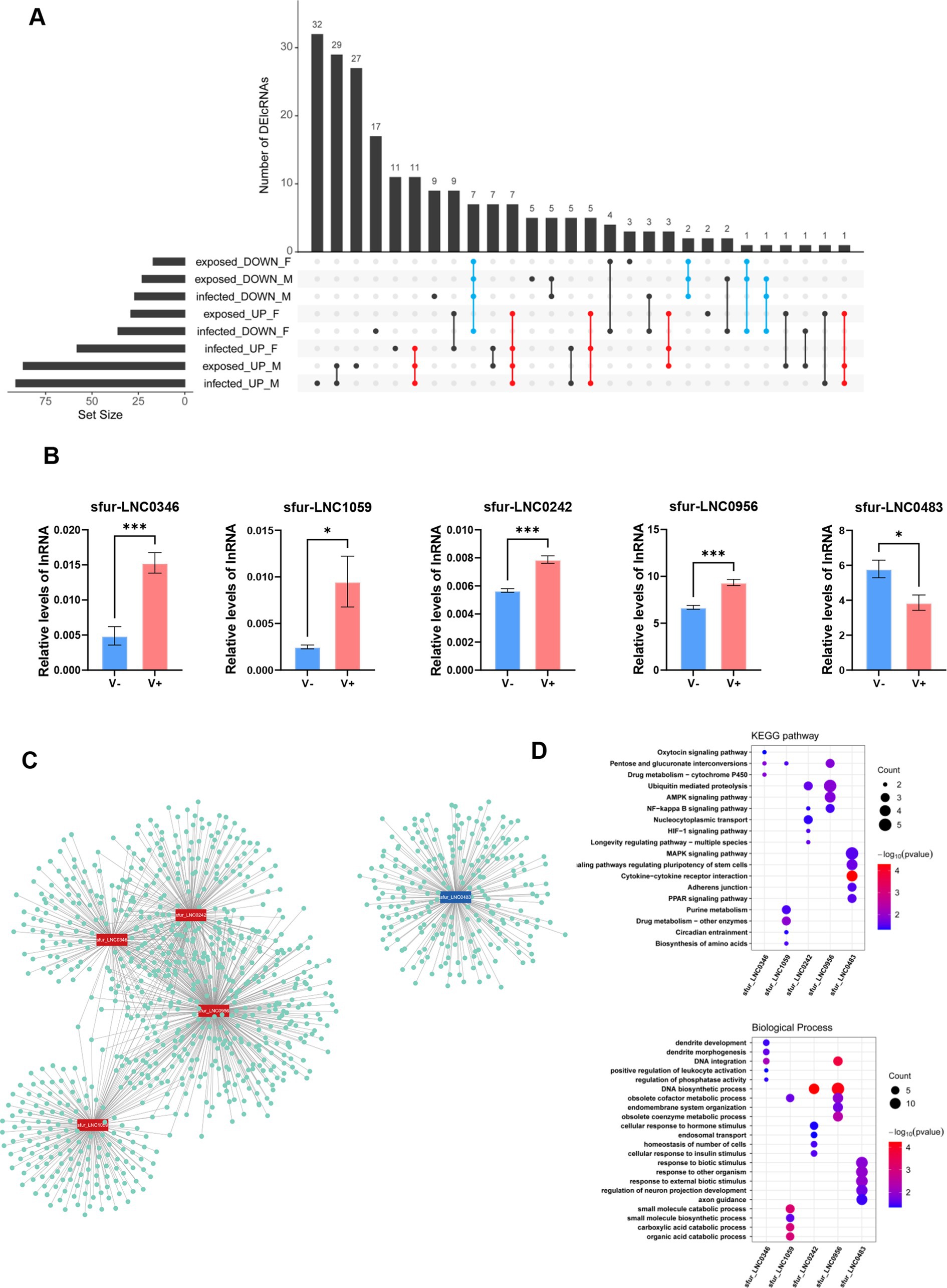 Panel A displays a bar graph showing the number of differentially expressed RNAs under various conditions. Panel B presents bar graphs comparing relative levels of lncRNA between two groups. Panel C shows a network diagram of interactions between highlighted nodes. Panel D contains bubble charts depicting KEGG pathways and biological processes, with bubble size and color indicating count and statistical significance.