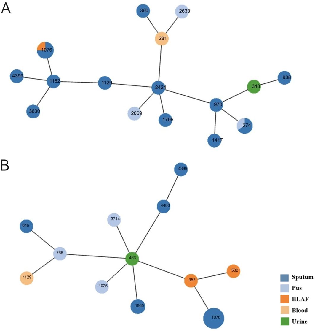 Graph visualization depicting two network diagrams labeled A and B. Both diagrams consist of nodes connected by lines, each node representing different categories indicated by colors: blue for sputum, light blue for pus, orange for BLAF, red for blood, and green for urine. Diagram A has a central orange node labeled 281 and multiple interconnected nodes. Diagram B features a central green node labeled 463, with several connected nodes including nodes categorized with other colors.