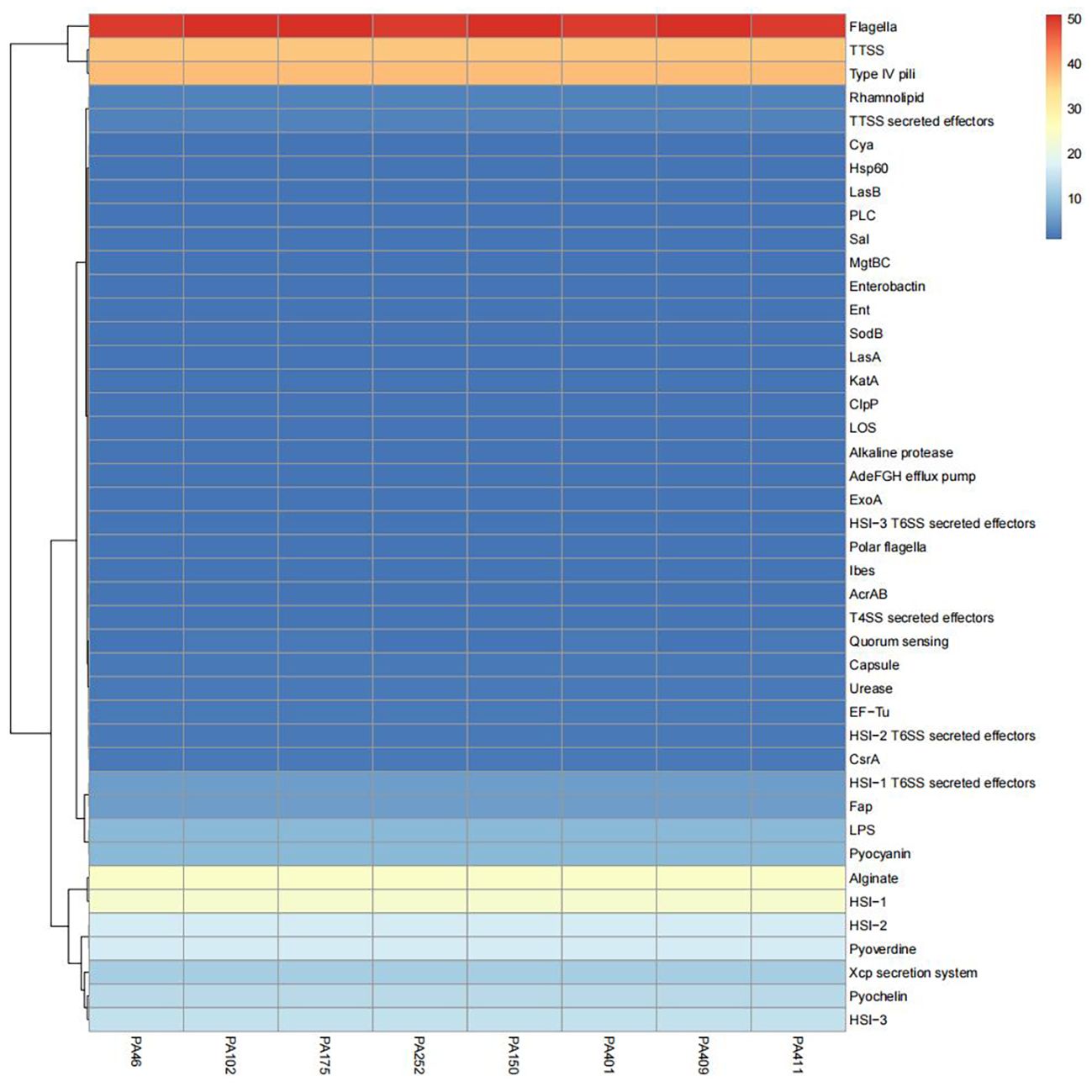 Heatmap showing expression levels of various genes across different strains indicated at the bottom, ranging from PA48 to PA411. Gene names are listed on the right. Color gradient from red to blue indicates expression level intensity, with red being the highest. The top genes, such as Flagella, TTSS, and Type IV pili, show higher expression, while others like HSI-3 and Pyocin are lower.