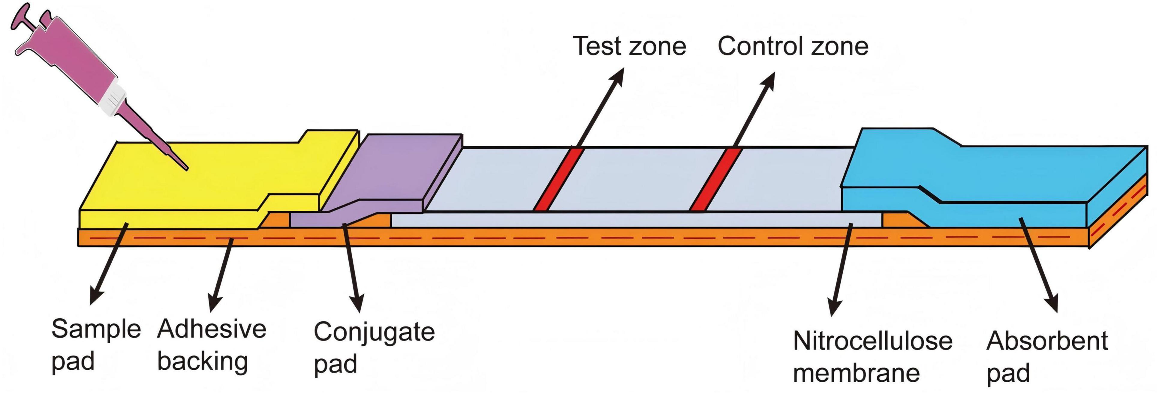 Diagram of a lateral flow test strip showing labeled components. A syringe dispenses onto the yellow sample pad followed by adhesive backing. Then, a purple conjugate pad leads to a nitrocellulose membrane with red test and control zones. Finally, a blue absorbent pad is at the end.