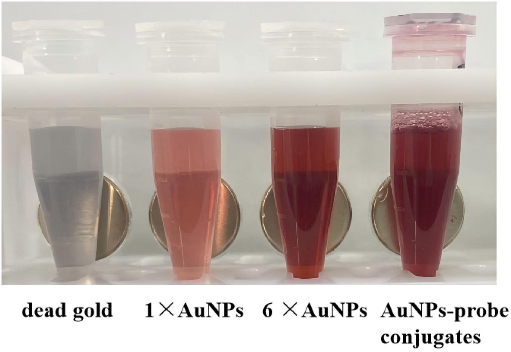 Test tubes containing solutions with varying colors. From left to right: a gray solution labeled “dead gold,” a light pink solution labeled “1×AuNPs,” a darker pink solution labeled “6×AuNPs,” and a red solution labeled “AuNPs-probe conjugates.” Each tube is placed against a white background.