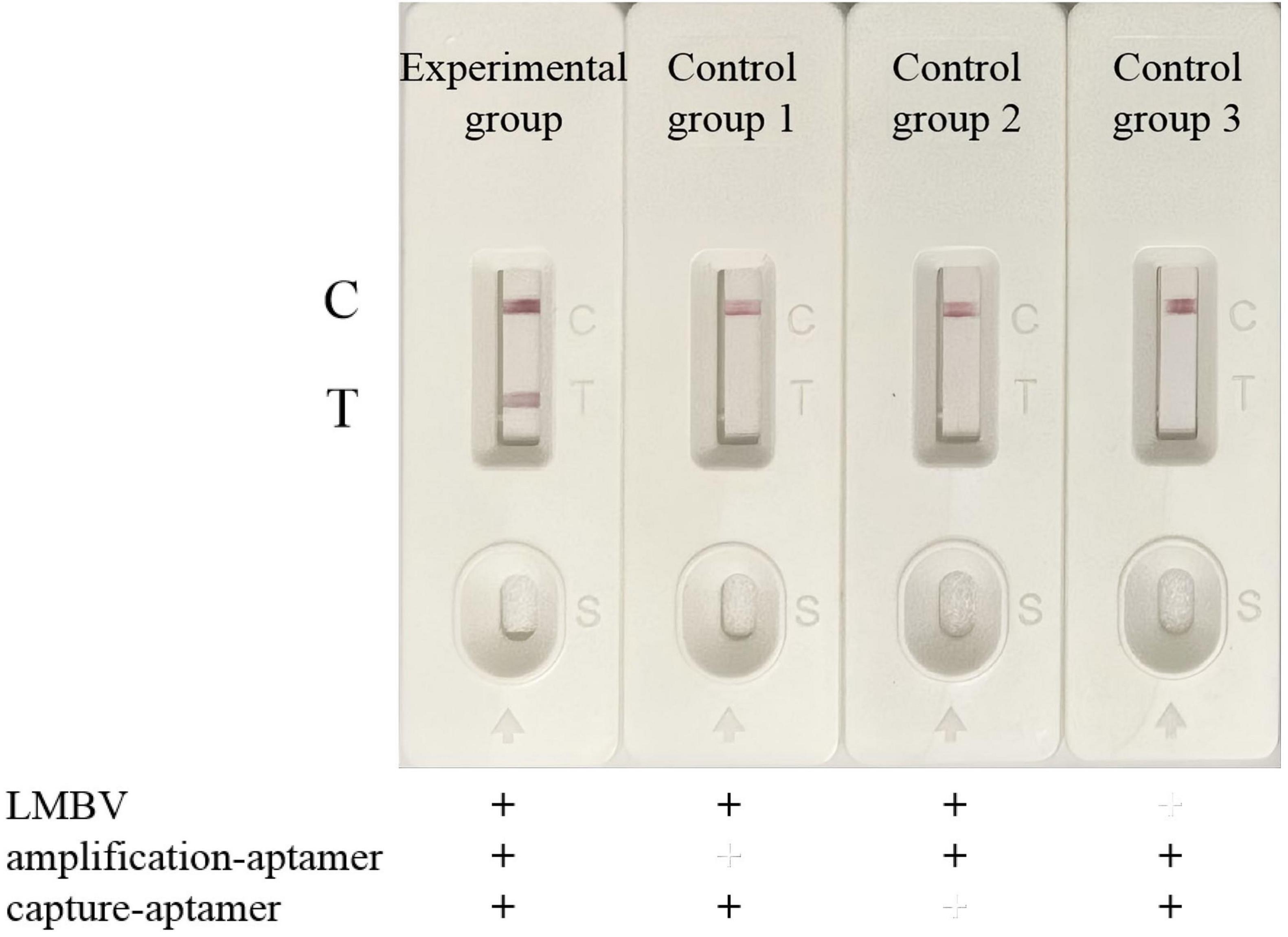 Four lateral flow test strips labeled Experimental group, Control group 1, Control group 2, and Control group 3. The Experimental group strip shows both C (control) and T (test) lines. All Control group strips show only the C line. Below, a table indicates the presence of LMBV, amplification-aptamer, and capture-aptamer with plus signs for each group.