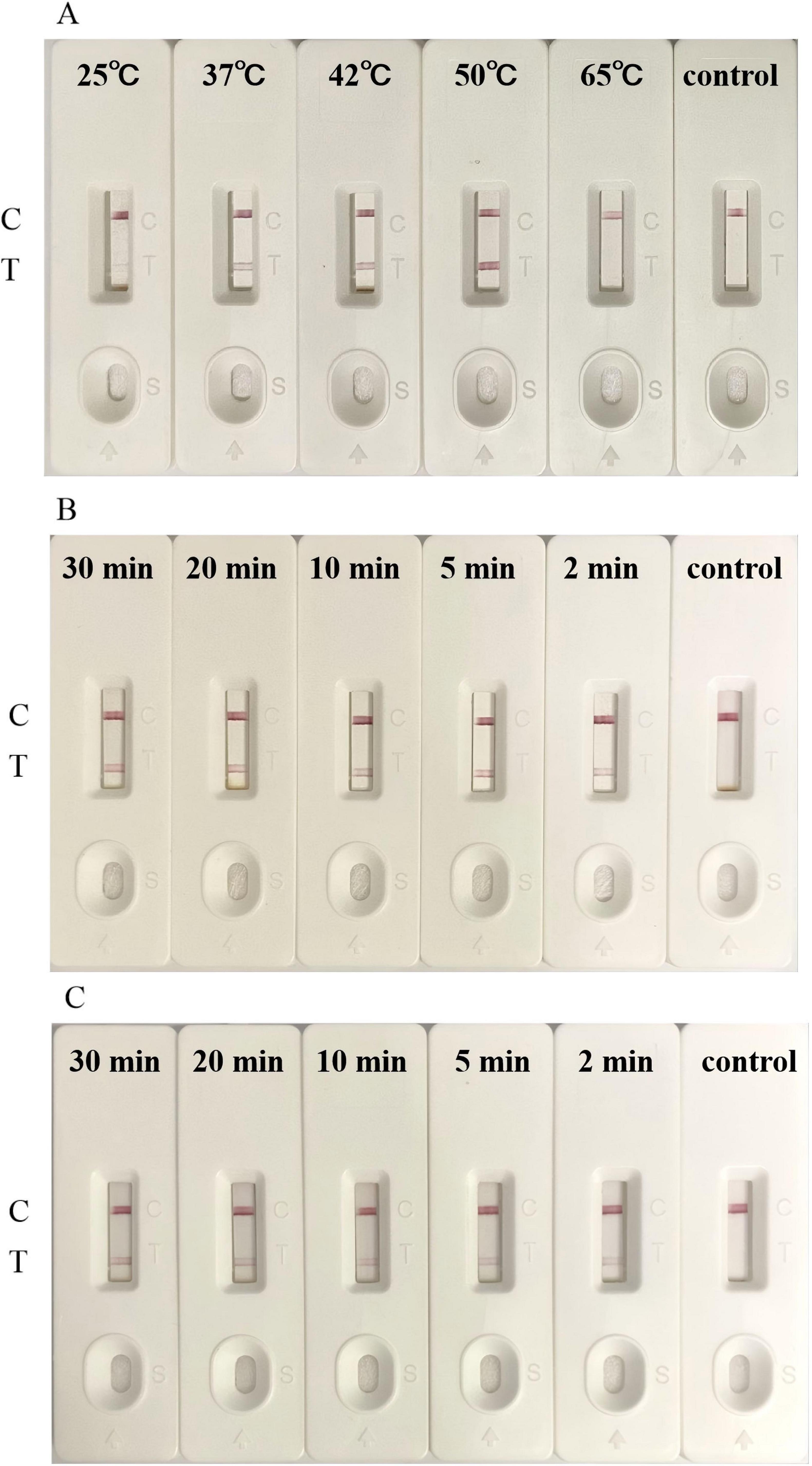 Panel A shows six lateral flow test strips labeled by temperature: 25°C, 37°C, 42°C, 50°C, 65°C, and control. All display two lines, except 65°C which has one. Panel B shows six strips tested over time: 30, 20, 10, 5, 2 minutes, and control. All have two lines, except for 2 minutes with one faded. Panel C mirrors Panel B timing but with clearer two lines on all strips, except for 2 minutes, which appears lighter. Each strip shows positions for control (C) and test (T) lines.