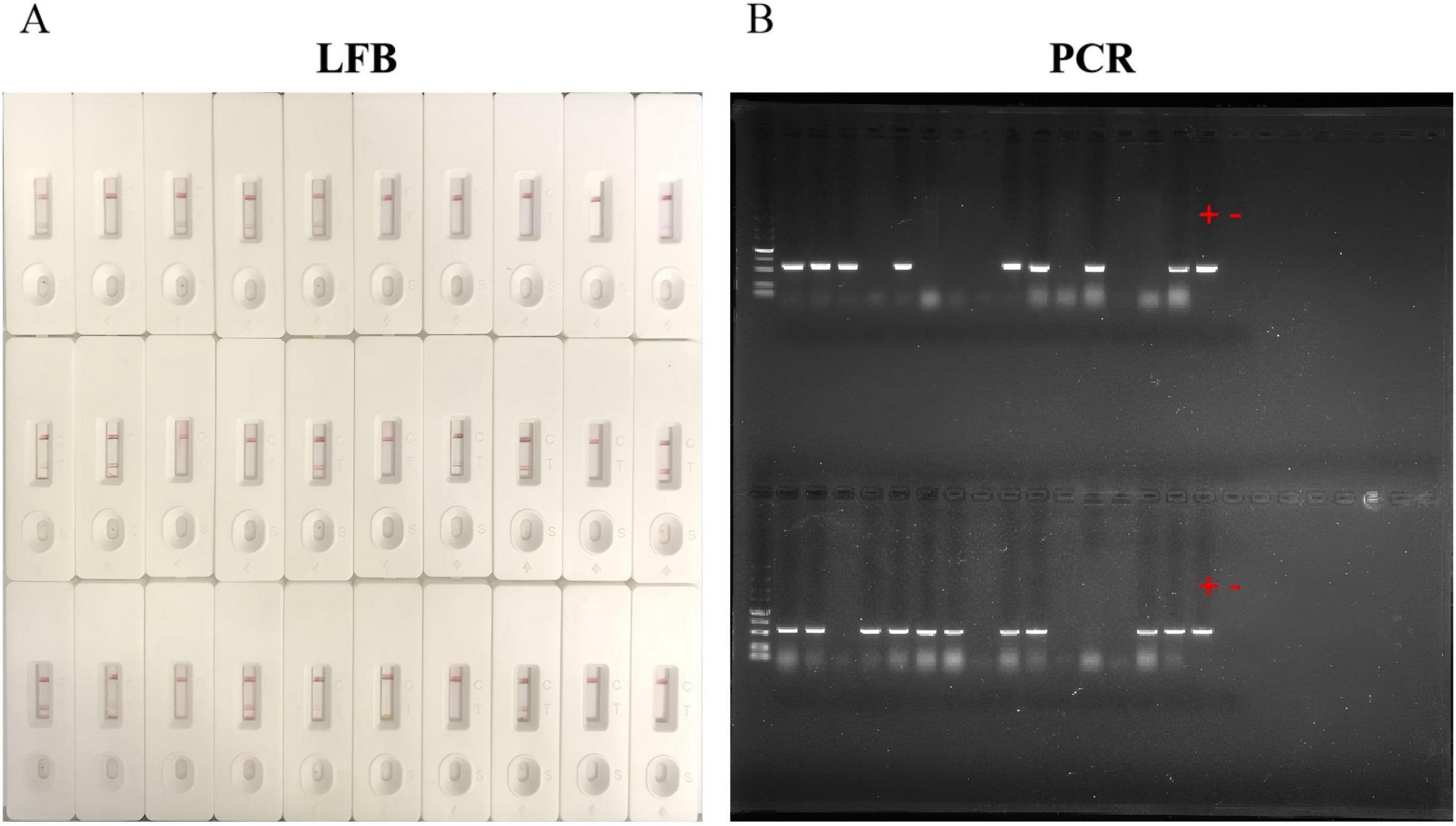 Panel A shows 24 lateral flow assay strips with varying results. Panel B shows a PCR gel image with bands at different positions, indicating positive results marked by red asterisks.