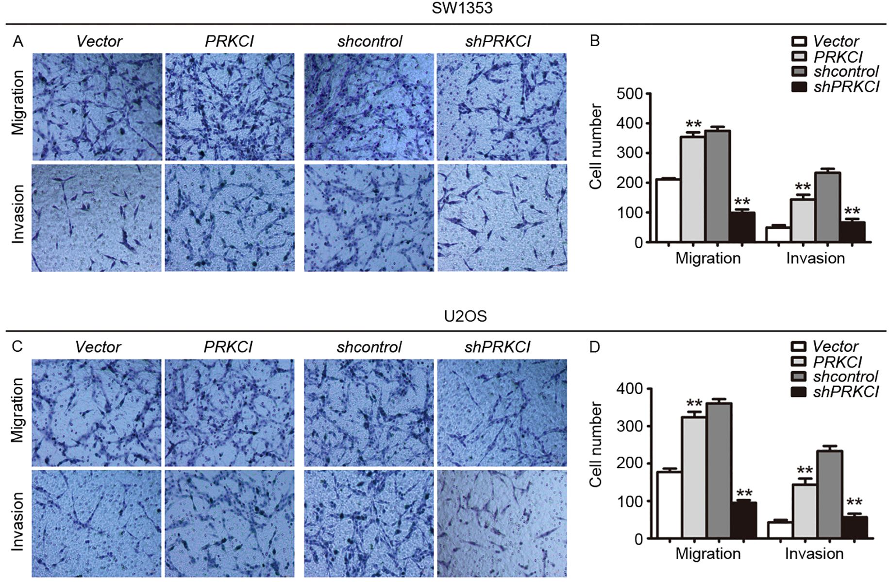 Microscopic images and bar graphs showing migration and invasion assays of SW1353 and U2OS cells with different treatments: Vector, PRKCI, shcontrol, and shPRKCI. The images display cell distribution and density, demonstrating decreased cell movement under shPRKCI treatment. Bar graphs quantitatively compare cell movement across treatments, highlighting significant reductions in cell migration and invasion for shPRKCI compared to controls.