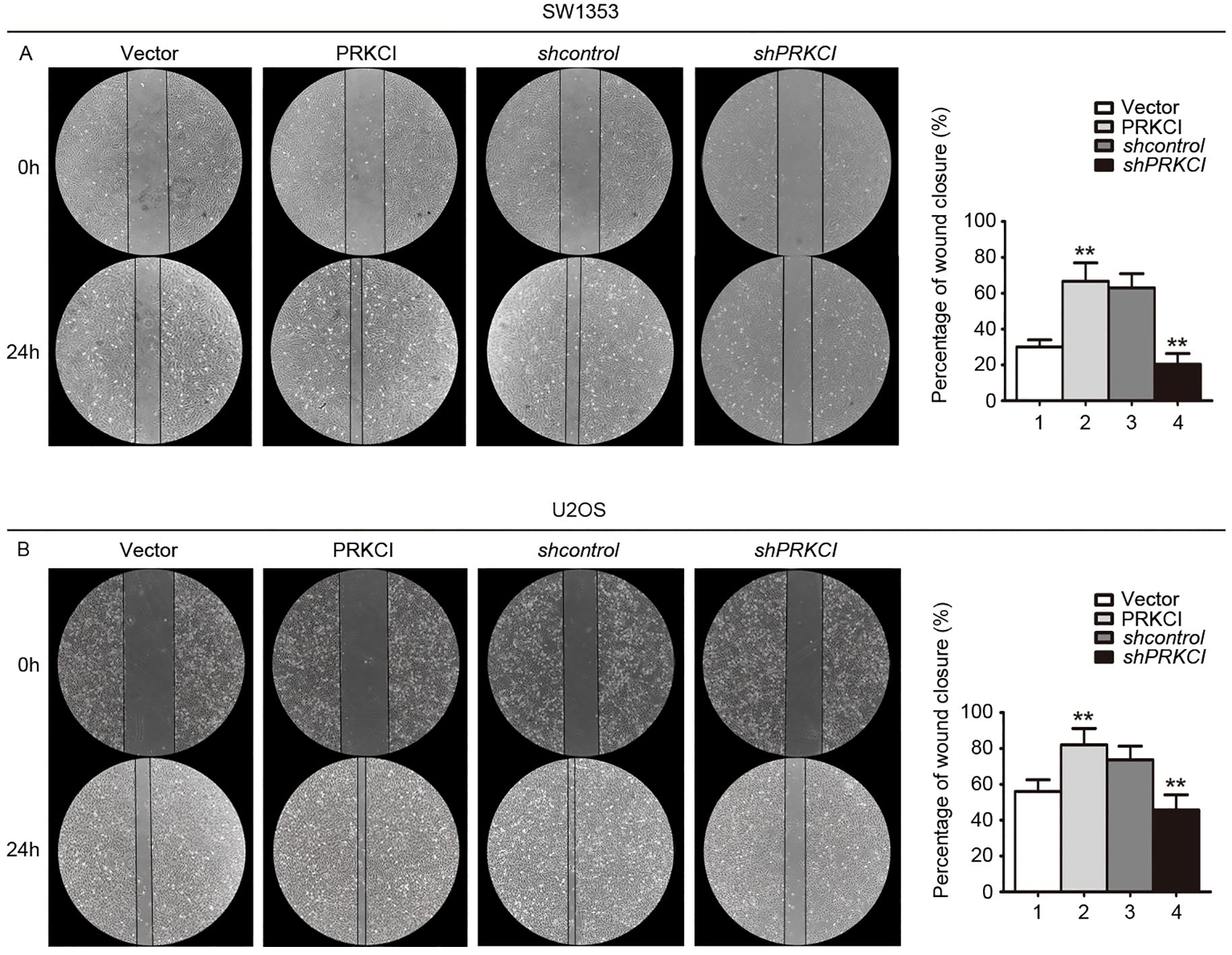 Cell scratch assays display wound closure in SW1353 and U2OS cell lines under different conditions: Vector, PRKCI, shcontrol, and shPRKCI over 0 and 24 hours. Bar graphs indicate the percentage of wound closure for each condition, with PRKCI and shcontrol showing significant closure compared to Vector and shPRKCI.