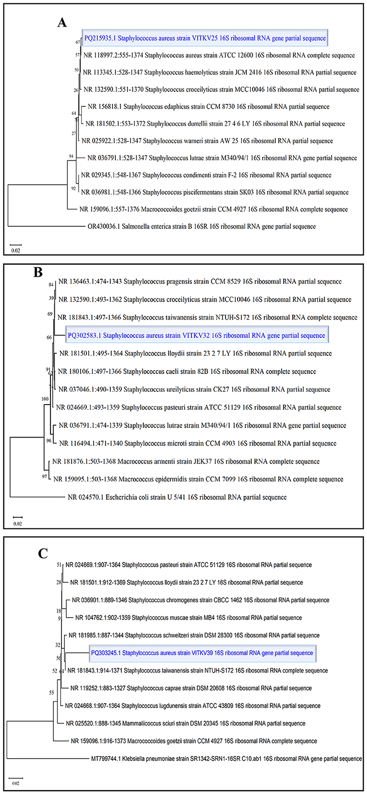 Phylogenetic trees labeled A, B, and C show evolutionary relationships of 16S ribosomal RNA gene sequences. Each tree includes various Staphylococcus strains, with the Staphylococcus aureus strain VITKV25, VITKV32, and VITKV39 highlighted. Bootstrap values at nodes indicate support levels for branches, with scale bars representing genetic distance.