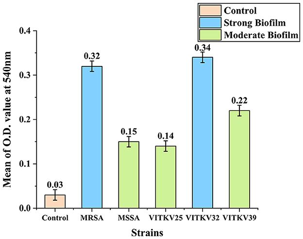 Bar graph comparing the mean optical density (O.D.) values at 540 nm for different strains. Control shows minimal biofilm, while MRSA and VITKV32 exhibit strong biofilm with O.D. values of 0.32 and 0.34, respectively. MSSA, VITKV25, and VITKV39 display moderate biofilm, with O.D. values of 0.15, 0.14, and 0.22.