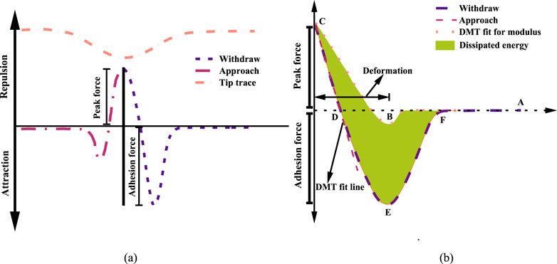 Graphical representation of force interactions in a tip-sample system. Panel (a) shows separate force curves for approach, withdraw, and tip trace. Panel (b) depicts the approach, withdraw, DMT modulus fit, and an area indicating dissipated energy. Arrows label peak force, adhesion force, and deformation, with points C, D, E, F, and A marked along the graph.