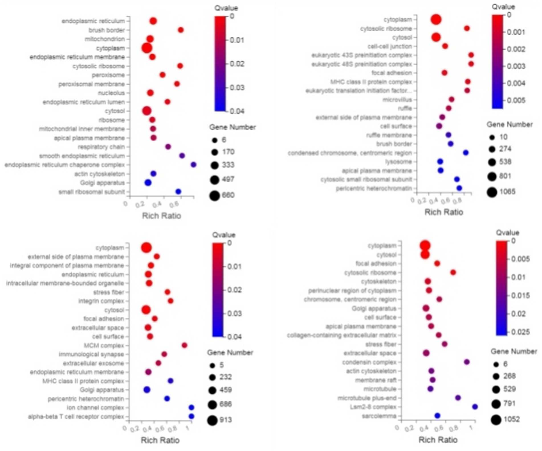 Four bubble plots showing enrichment analysis with axes for Rich Ratio and labels for cellular components. Each plot has bubbles sized by gene number and colored by Q value, with color bars ranging from red (low Q value) to blue (high Q value). Different cellular components, such as cytoplasm, cytosol, and ribosome, are listed alongside each plot.