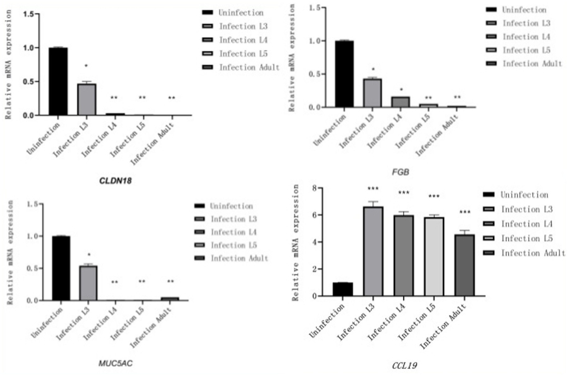 Bar graphs showing relative mRNA expression for CLDN18, MUC5AC, FGB, and CCL19 genes. The categories include uninfected, and infection at stages L3, L4, L5, and adult. CLDN18 and MUC5AC show decreased expression post-infection, while FGB and CCL19 show increased expression. Statistical significance is marked with asterisks.