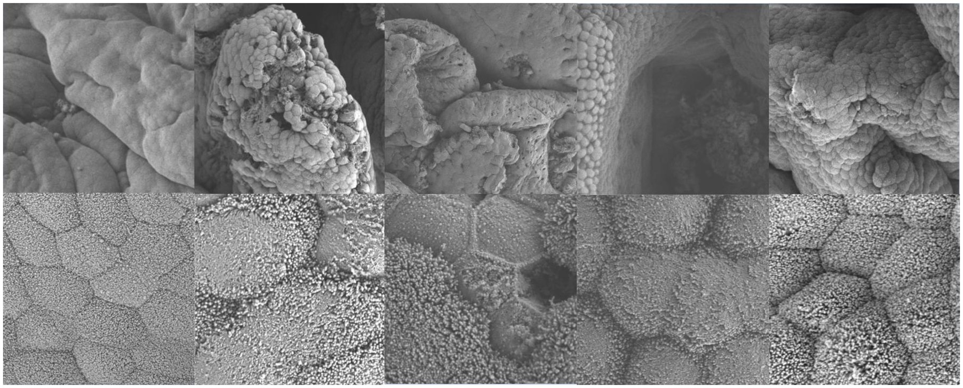 Microscopic images show detailed textures on various surfaces. The top row features rough, irregular, porous structures. The bottom row displays more uniform textures with small, densely packed granules forming patterns.