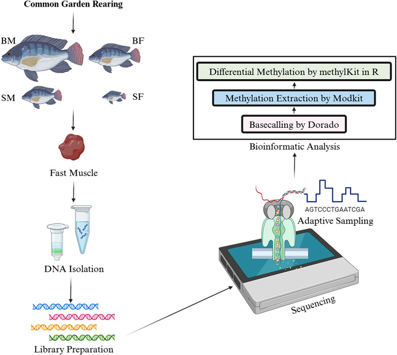 Workflow for the analysis of differential DNA methylation in Nile tilapia from a common garden rearing. This infographic illustrates the experimental and analytical steps involved in studying the mtDNA methylation patterns in four groups: slow-growing male (SM), slow-growing female (SF), fast-growing male (BM) and fast-growing female (BF). First, DNA was isolated from fast muscle samples, followed by ligation-based library preparation for Nanopore sequencing. The sequence data were then processed using Dorado for basecalling, with subsequent methylation extraction performed by ModKit. Finally, differential methylation analysis was conducted using methylKit in R.