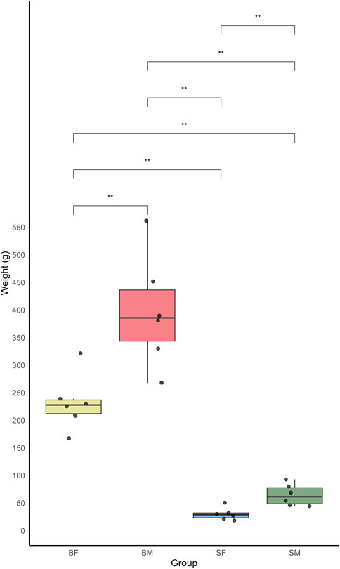 Boxplot showing the weight distribution of four groups of Nile tilapia: slow-growing male (SM), slow-growing female (SF), fast-growing male (BM) and fast-growing female (BF). The y-axis represents the weight in grams, while the x-axis indicates the different fish groups. Each boxplot displays the median weight and interquartile range, with whiskers extending to 1.5 times the interquartile range. Outliers are represented by individual points.