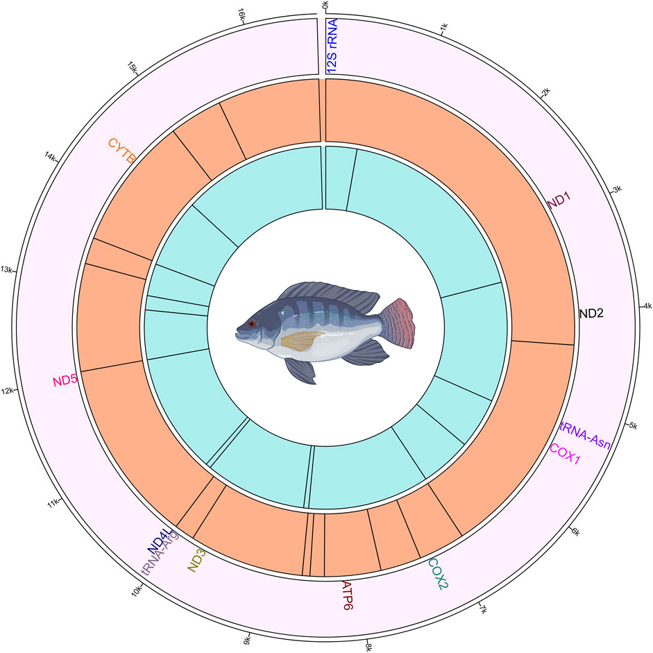 Circos plot showing the mitogenome and the methylated positions in common to all four Nile tilapia growth groups. The outermost ring (first ring from the outside) represents the mitogenome. The second ring shows the gene names those have commonly methylated positions. The third ring illustrates the methylated positions on the plus strand, indicated by black lines. The innermost (fourth) ring depicts the methylated positions on the minus strand, indicated by black lines.