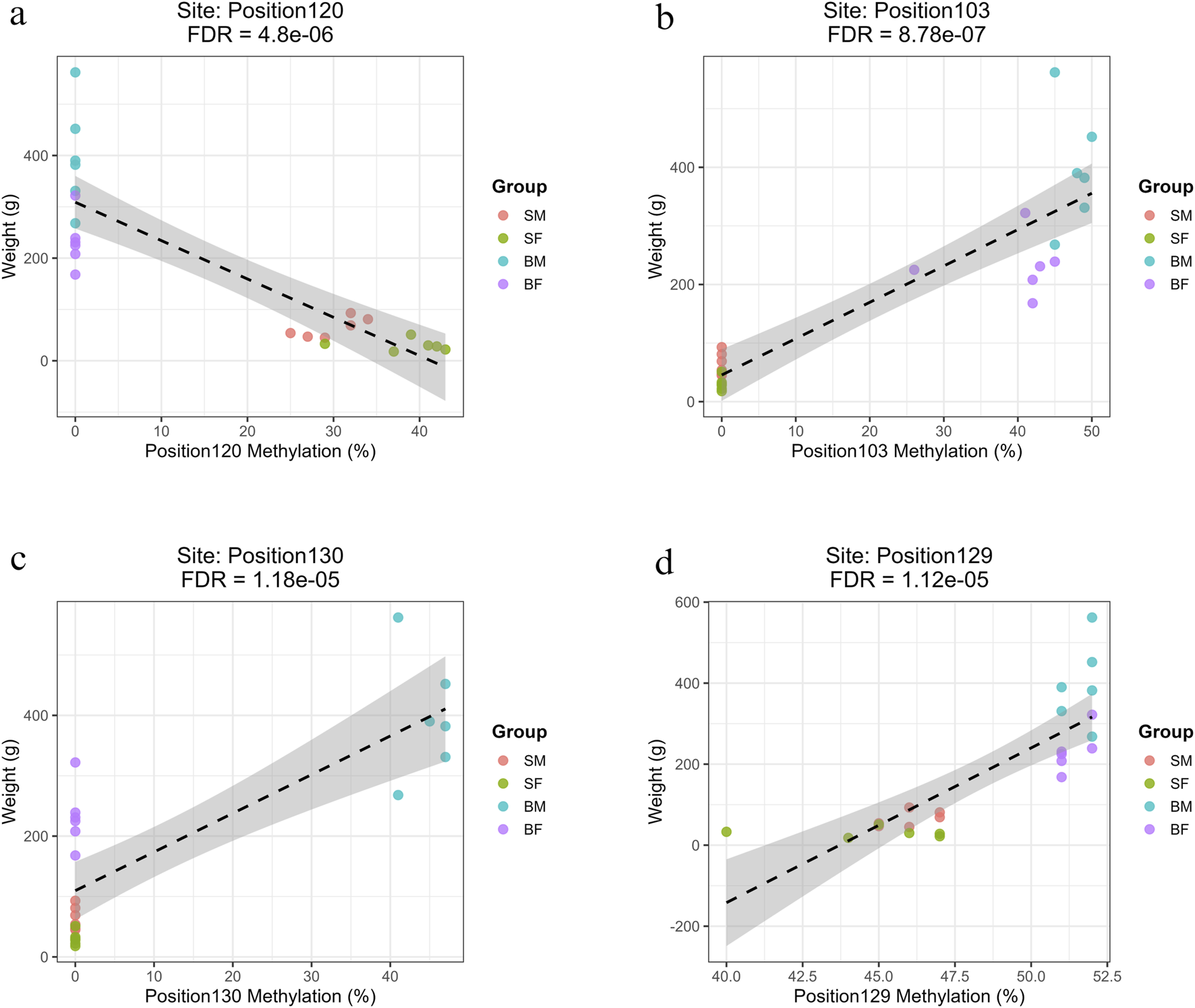 Regression plots showing the relationship between methylation percentage and fish body weight at mitochondrial positions on the forward strand with the highest R2 values (>0.7) (a) Position120 (ND5) shows a strong negative correlation with weight in slow-growing fish (SM, SF). (b) Position103 (ND4) shows a strong positive correlation with weight in fast-growing fish (BM, BF). (c) Position130 (D-loop) shows a strong positive association specific to fast-growing males (BM). (d) Position129 (CYTB), a site common to all groups, shows a significant positive correlation with weight.